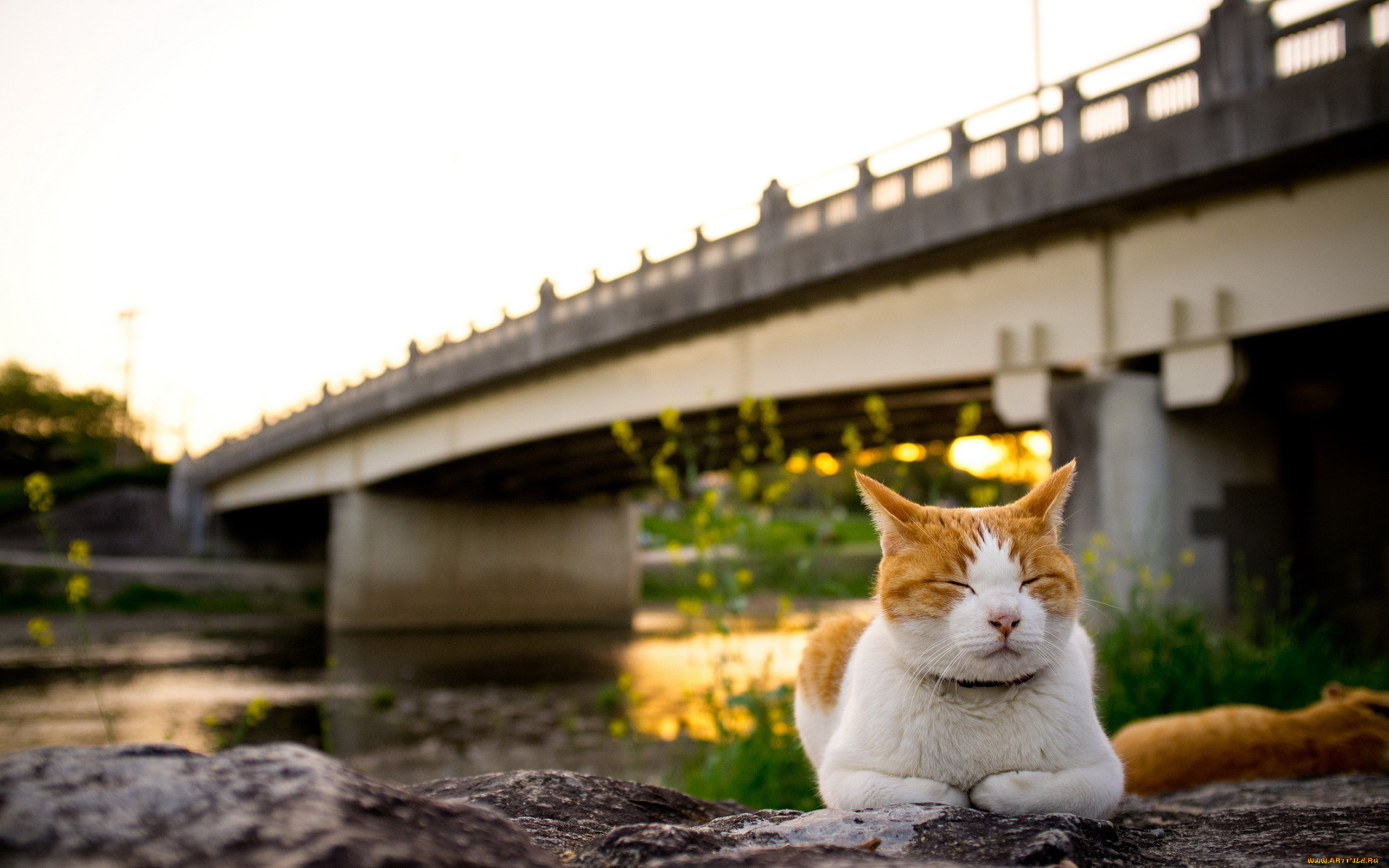 животные, коты, кошка, мост, закат