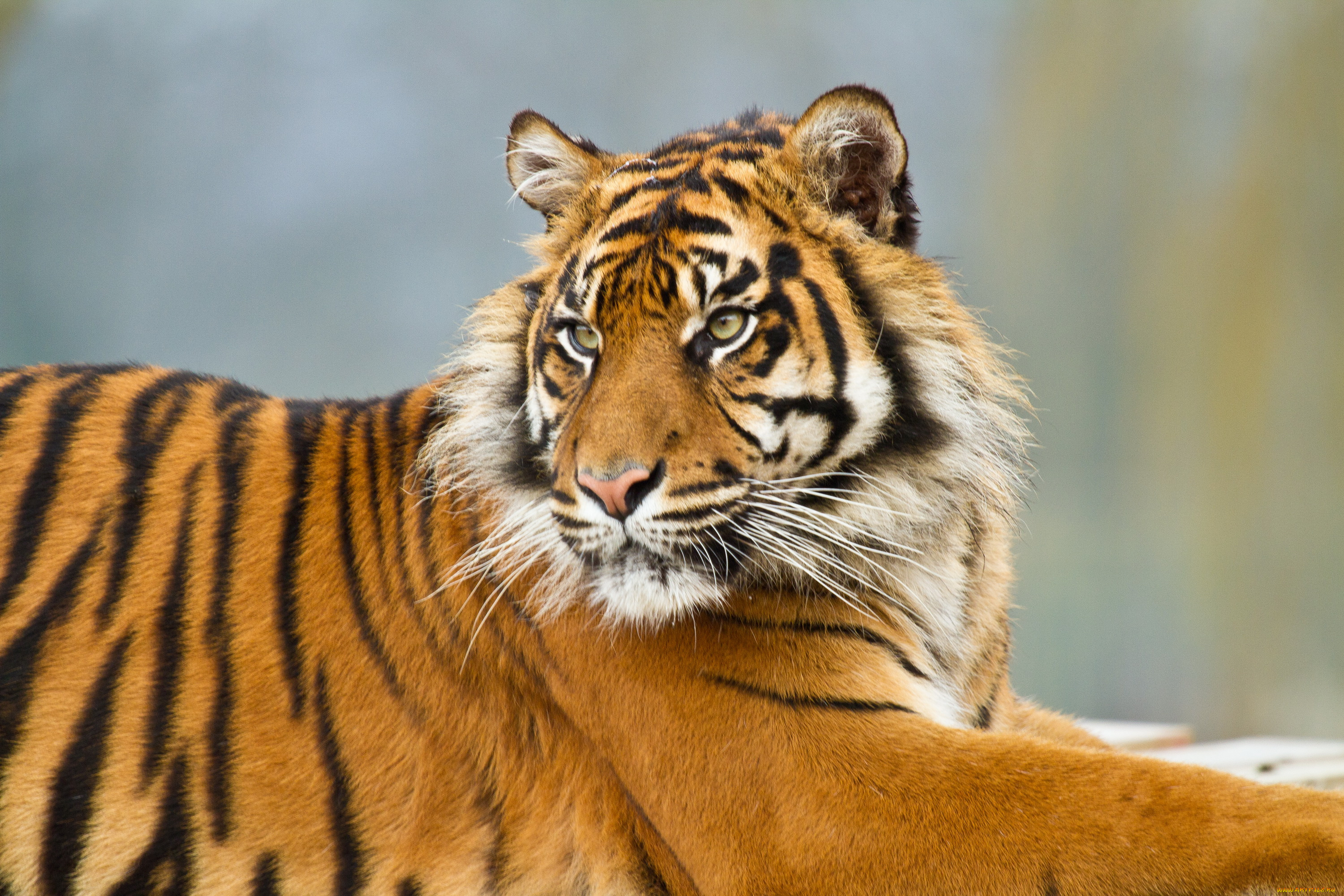 Tigr. Морда тигра. Полосатый тигр. Азиатские тигры. Очень красивый тигр.