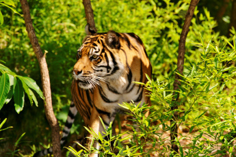 Картинка животные тигры индийский тигр