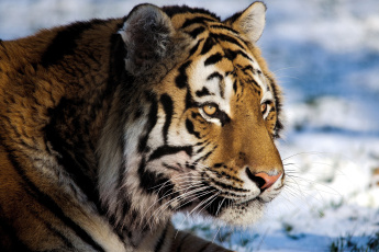 Картинка животные тигры тигр морда смотрит