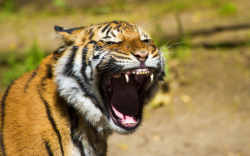 Картинка животные тигры тигр весело молодой