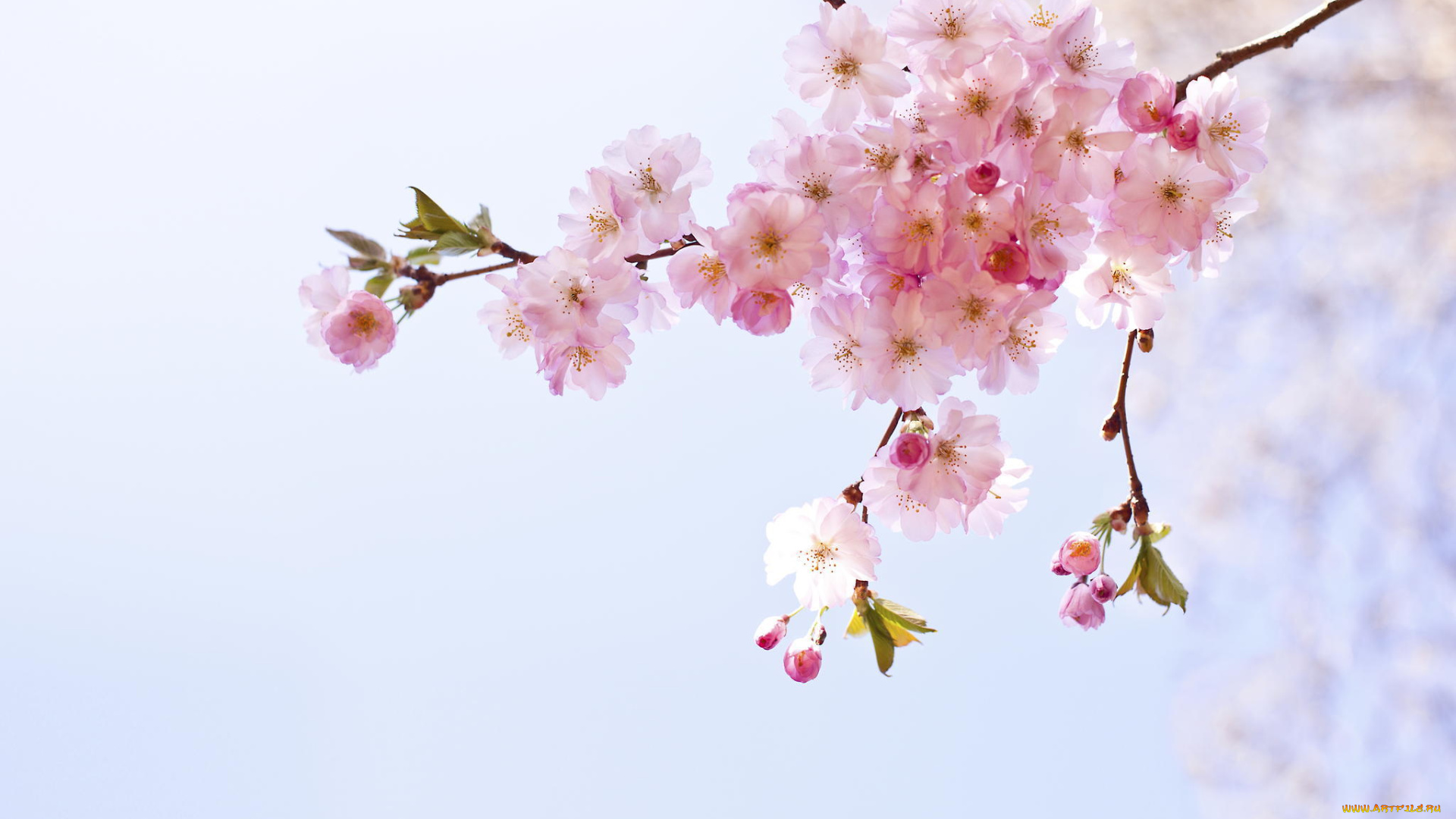 цветы, сакура, , вишня, розовые, весна, макро, соцветие, ветка