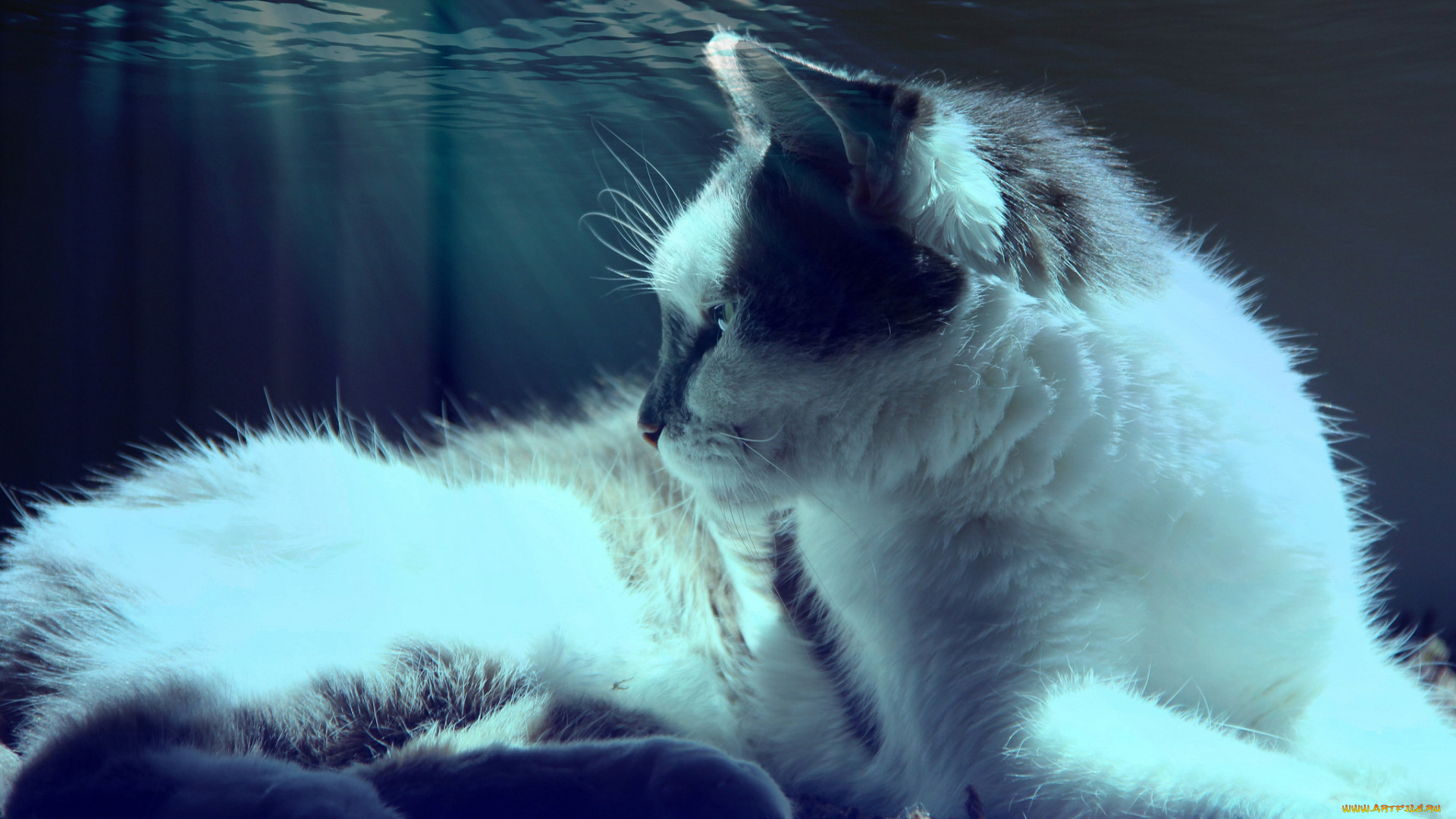 животные, коты, вода, кот, кошка, лежит, свет