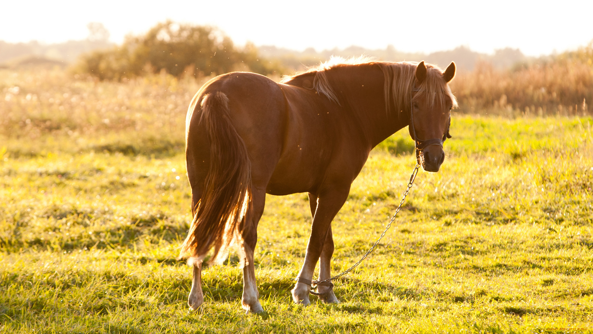 животные, лошади, лошадь, hourse, волосы, закат, солнце, лето, конь, желтый, мхи, красиво, настроение, мило, зеленый