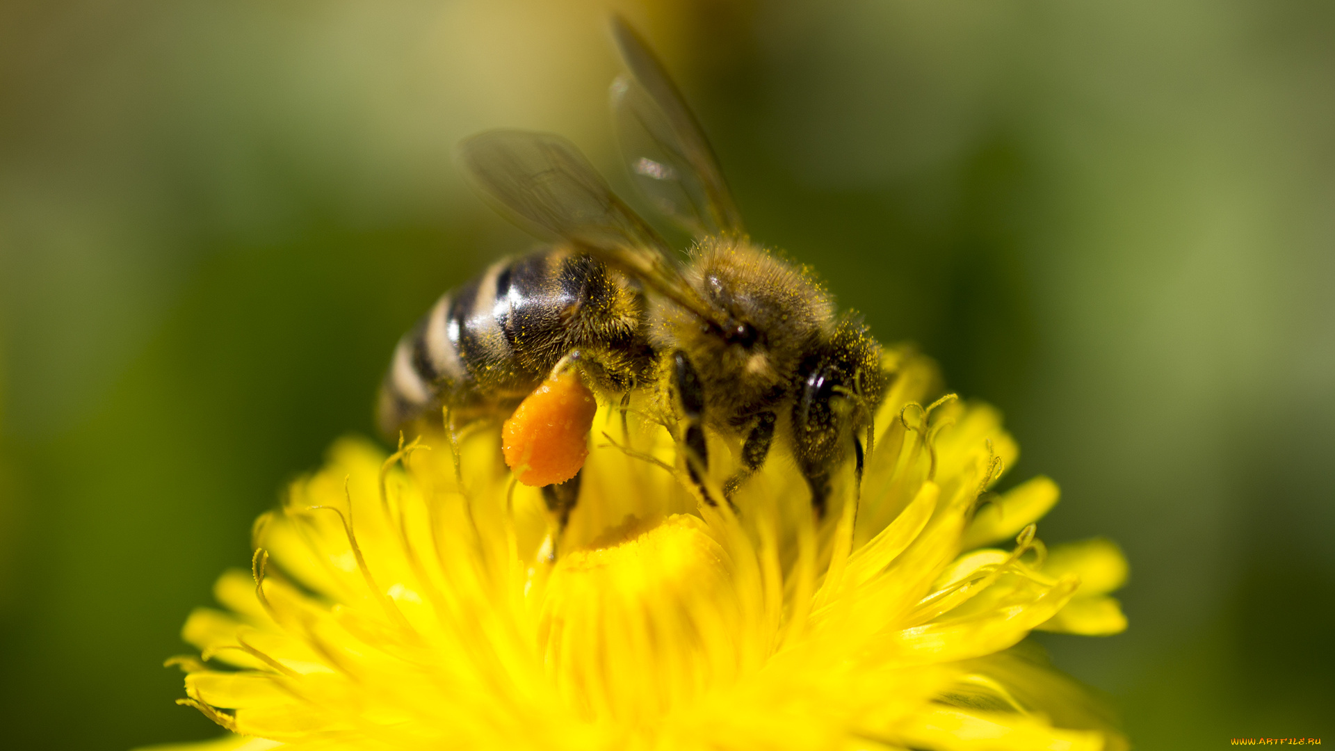 животные, пчелы, , осы, , шмели, пыдьца, пчела, цветок