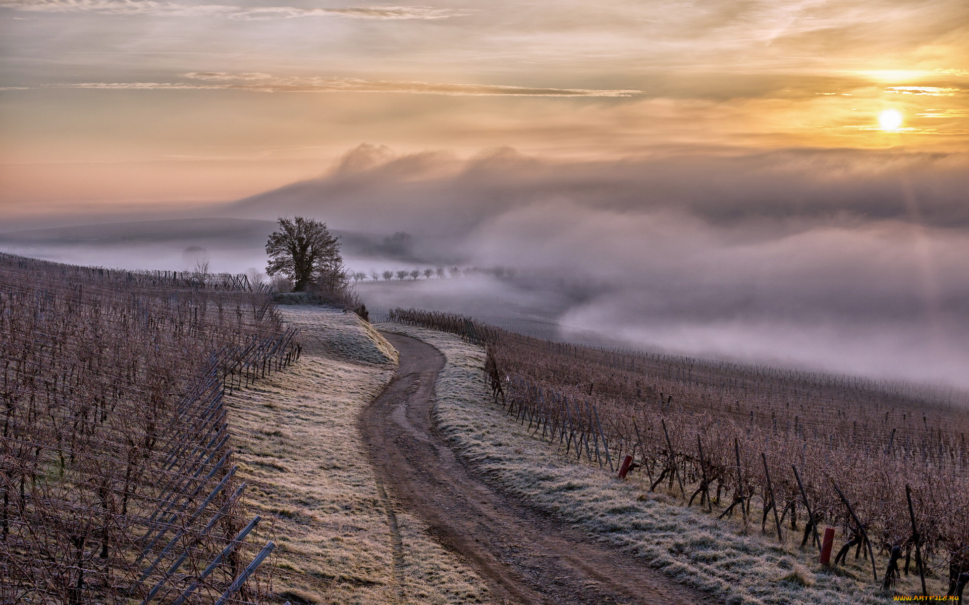 природа, дороги, alsace, vignes, brouillard, brume, rеgion, france