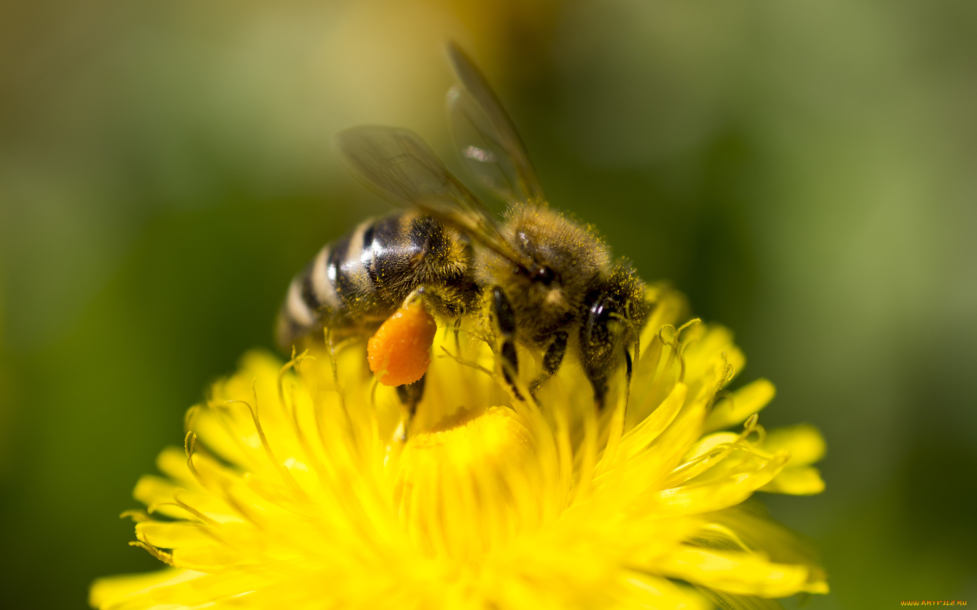 животные, пчелы, , осы, , шмели, пыдьца, пчела, цветок