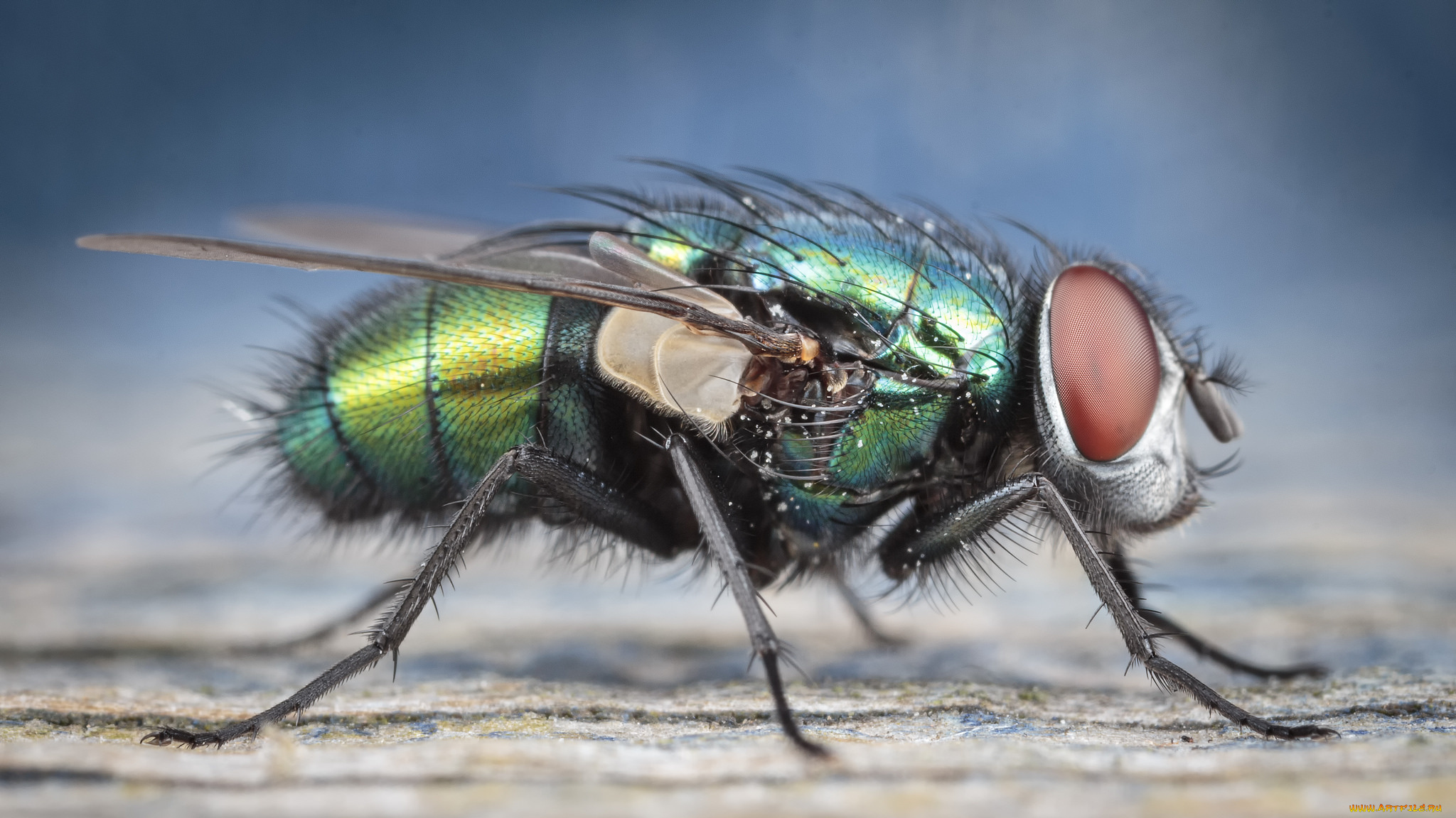 муха насекомое глаз макро без смс