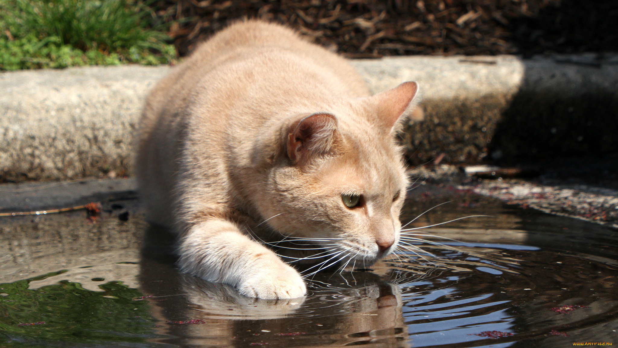 животные, коты, жажда, кошка, морда, взгляд, вода