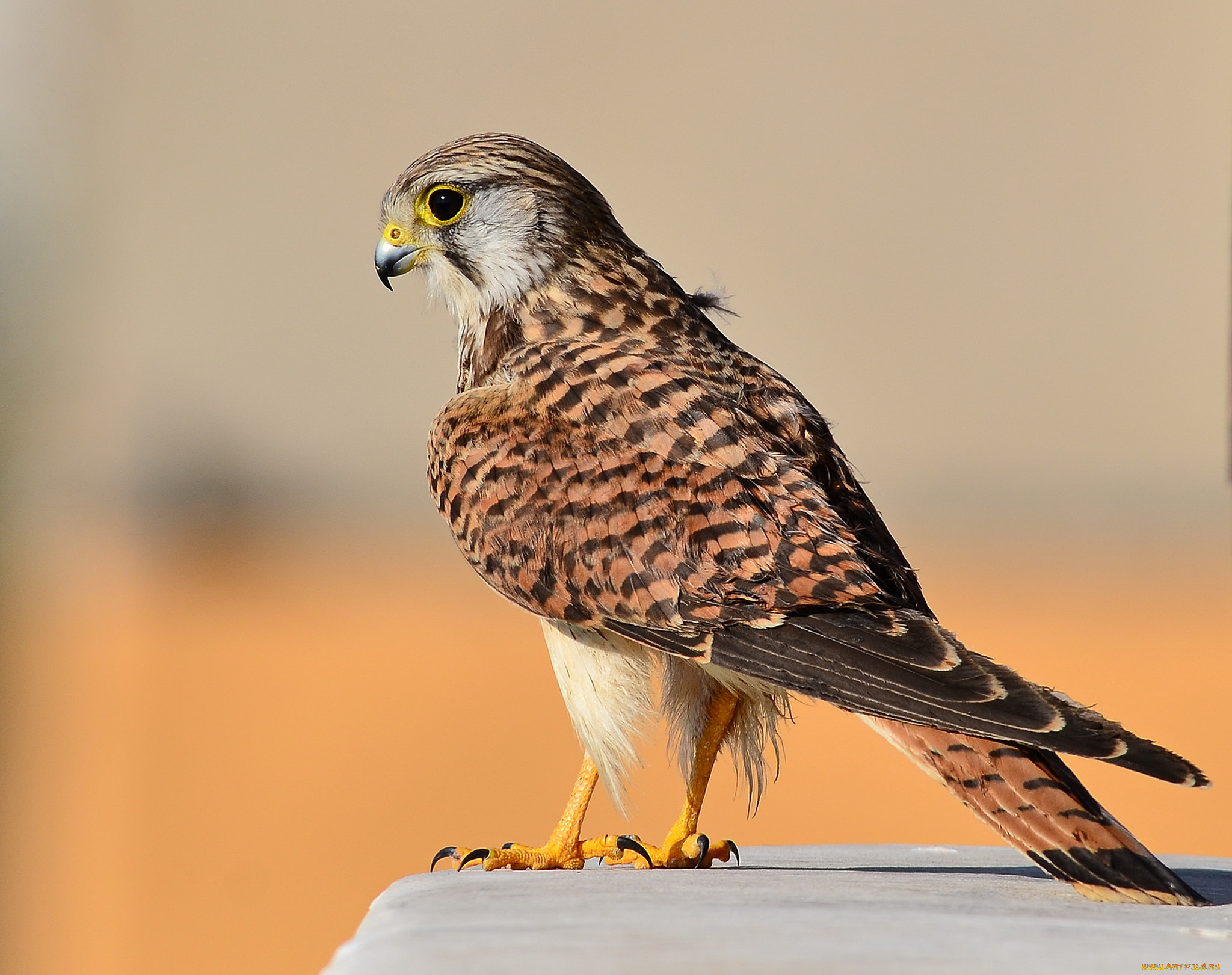 kestrel, животные, птицы, -, хищники, пустельга