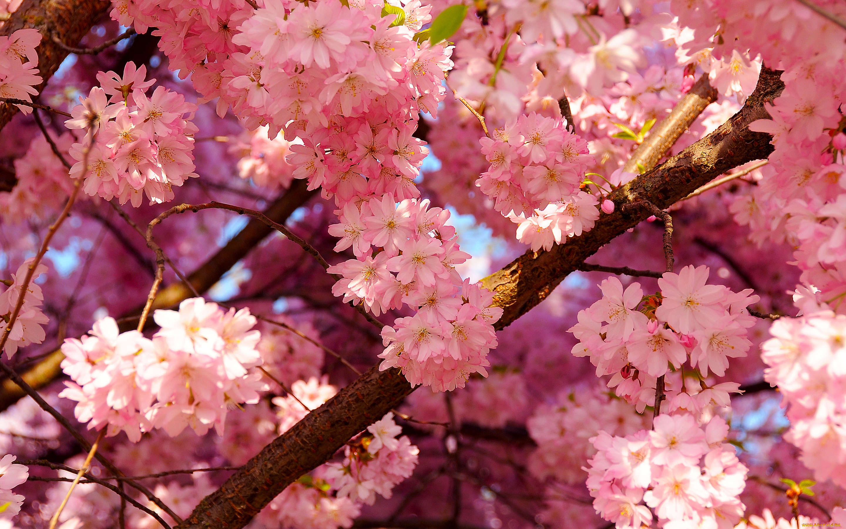 цветы, сакура, , вишня, вишня, лепестки, небо, цветение, весна, дерево