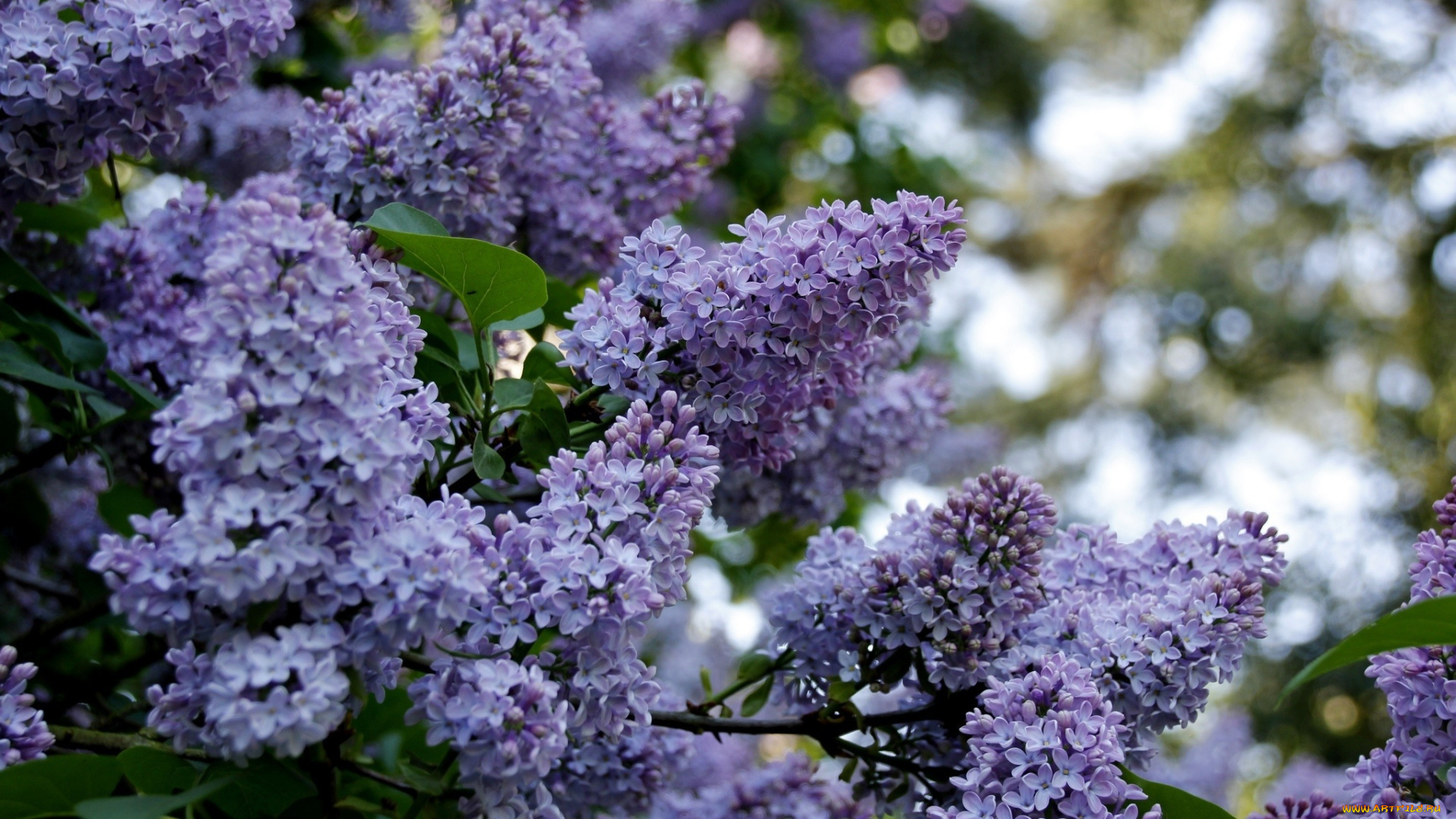 lilac, цветы, сирень, красота, дерево