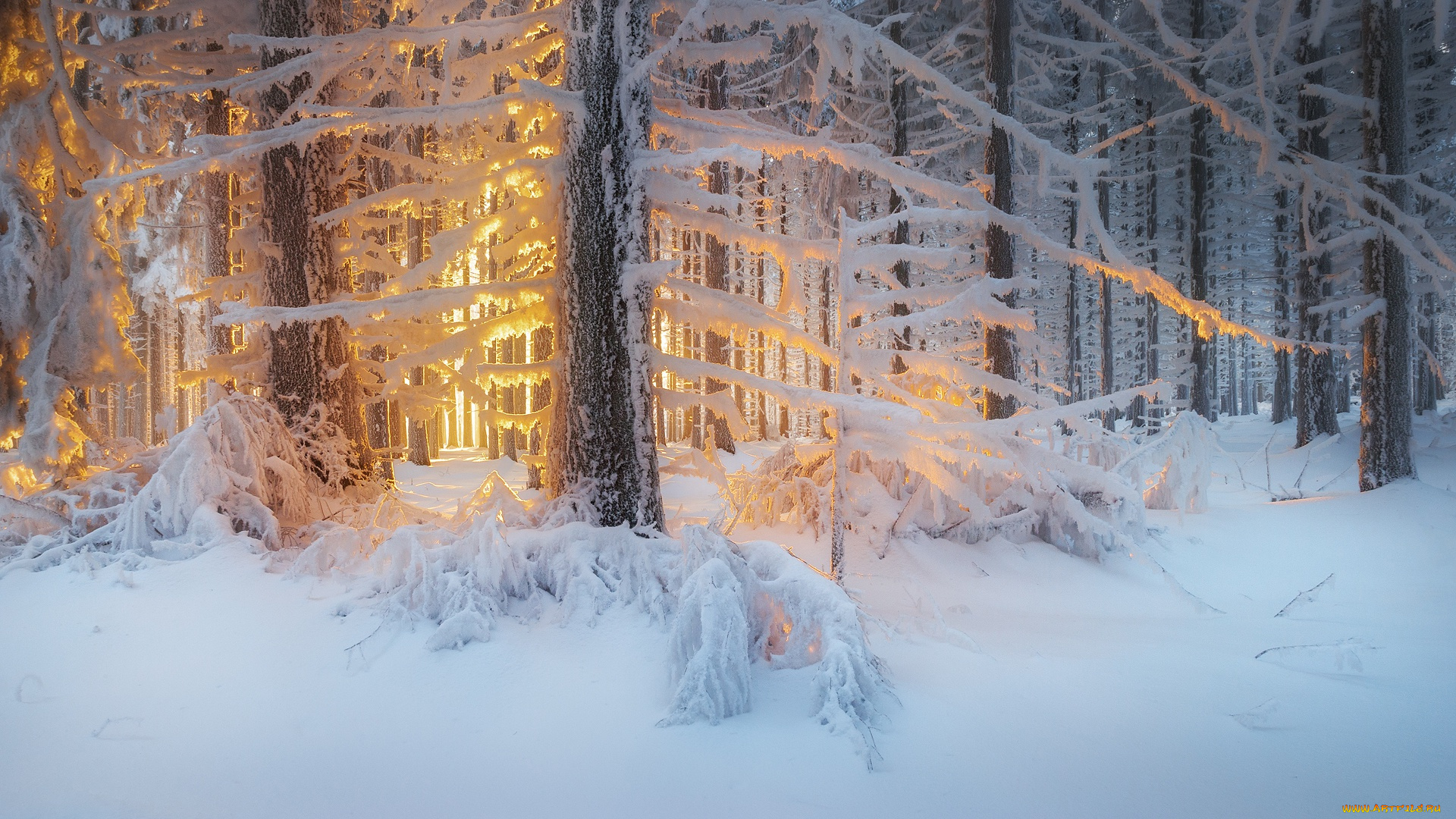 природа, зима, лес, деревья, снег, свет