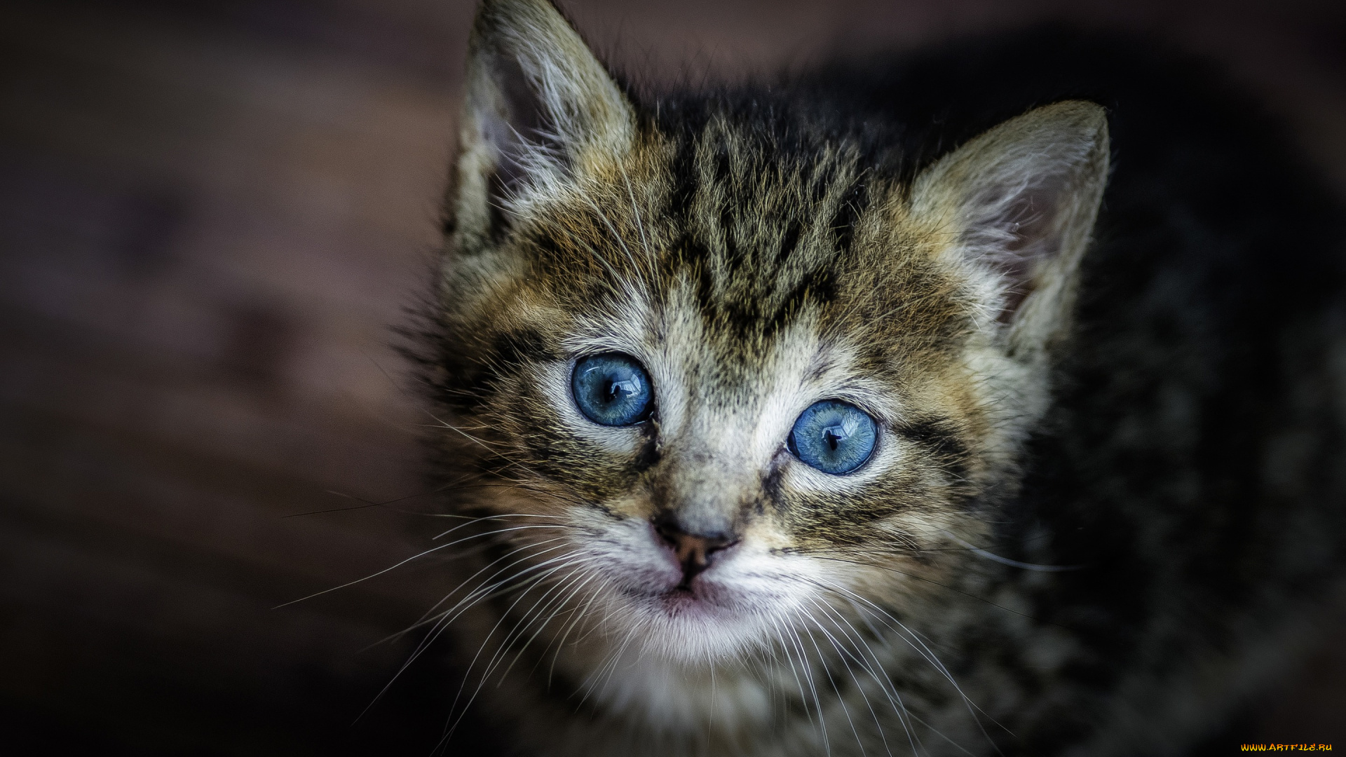 животные, коты, голубые, глаза, котёнок, мордочка, малыш, взгляд