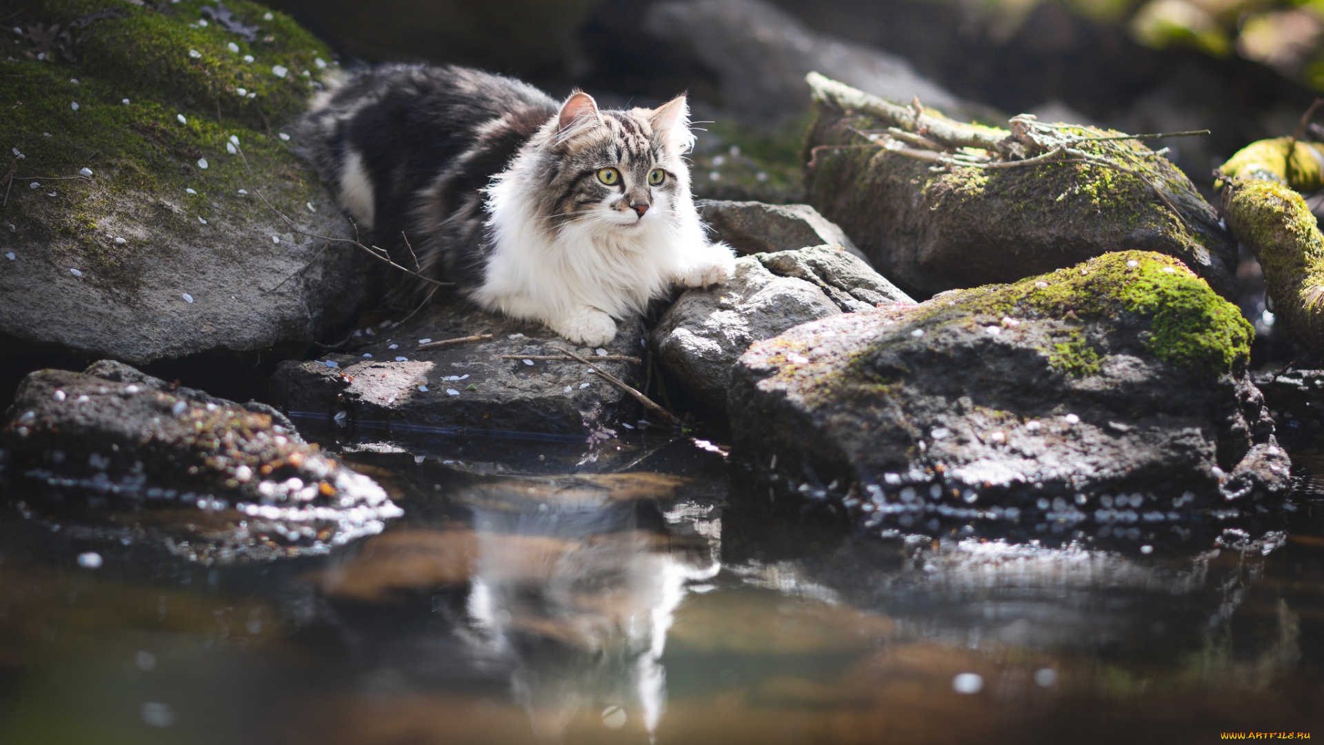 животные, коты, вода, кот, пушистая, кошка, отражение, камни