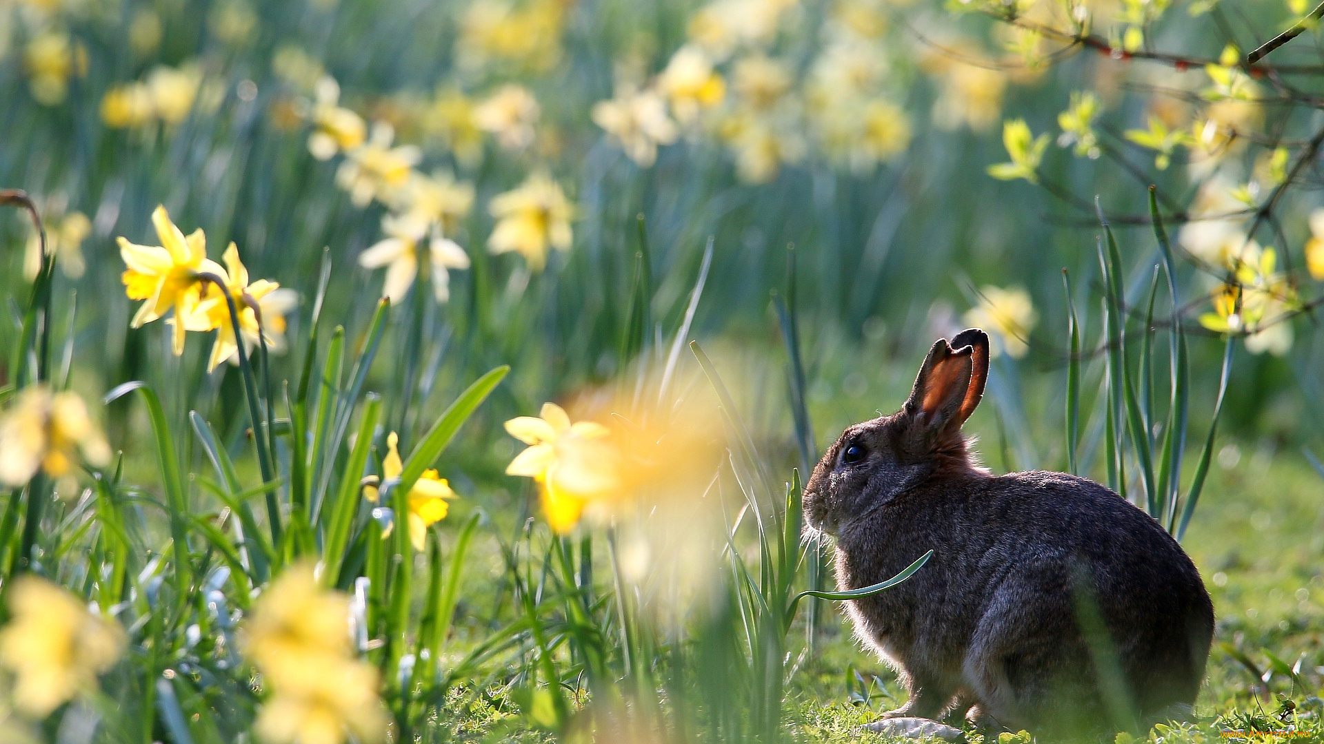 животные, кролики, , зайцы, заяц, цветы, нарциссы, весна