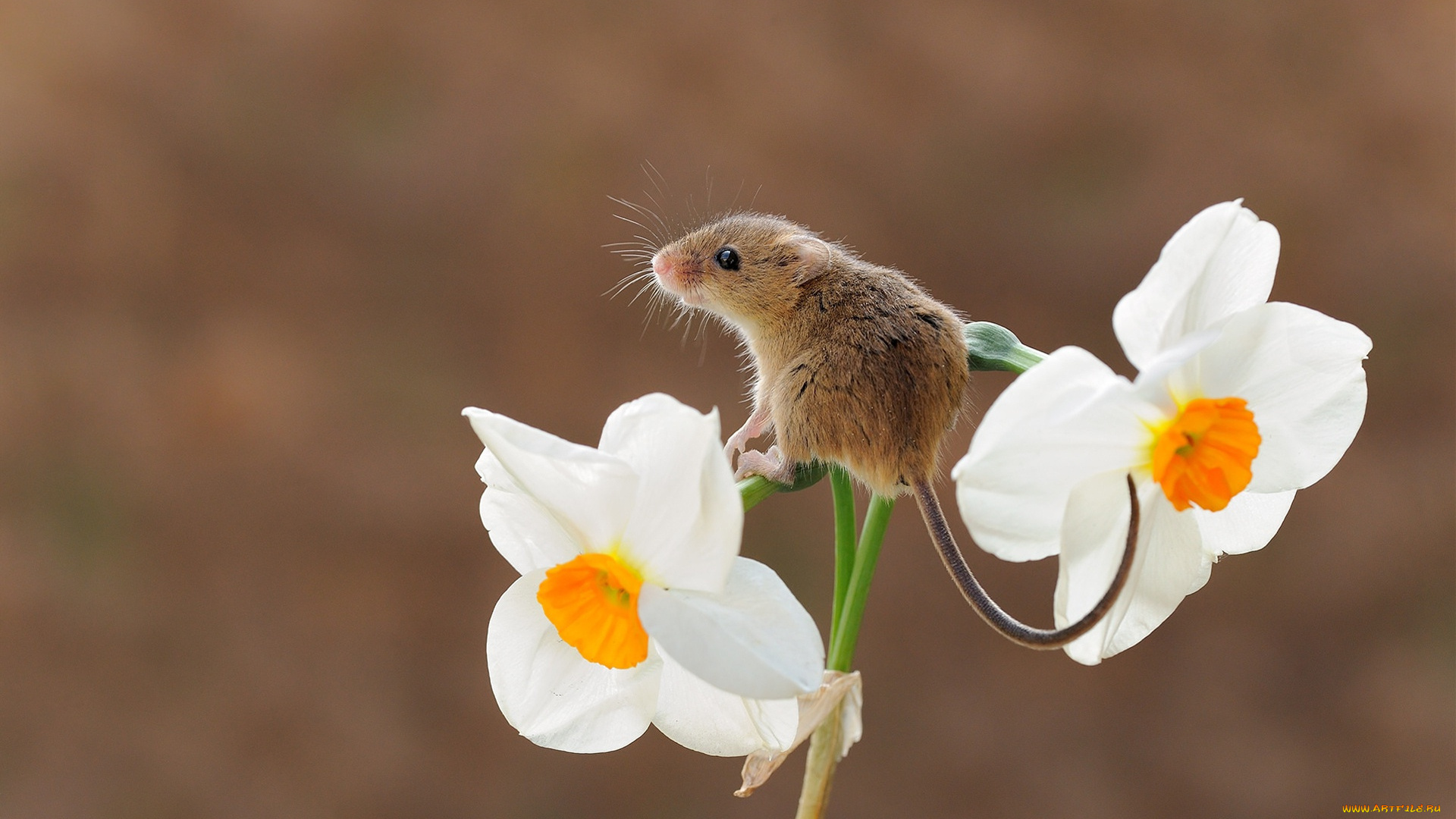 животные, крысы, , мыши, harvest, mouse, мышь-малютка, грызун, цветок, фон, мышка, нарцисс