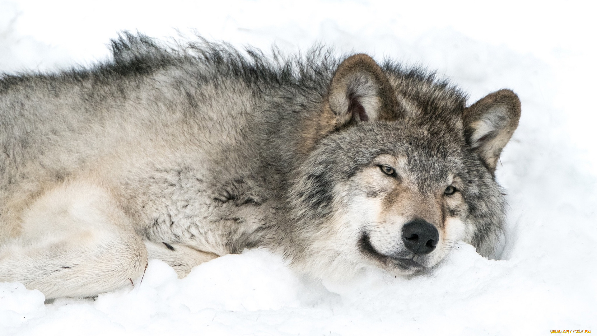 животные, волки, , койоты, , шакалы, снег, серый, волк