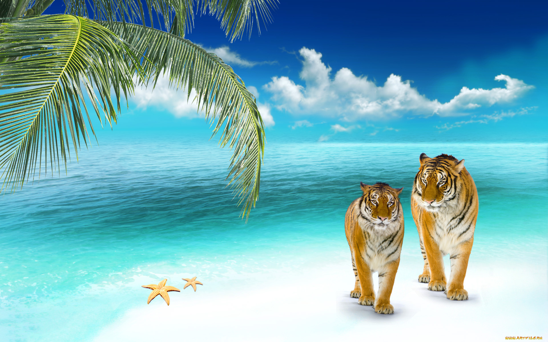 животные, тигры, пальма, тигр, звезда, море
