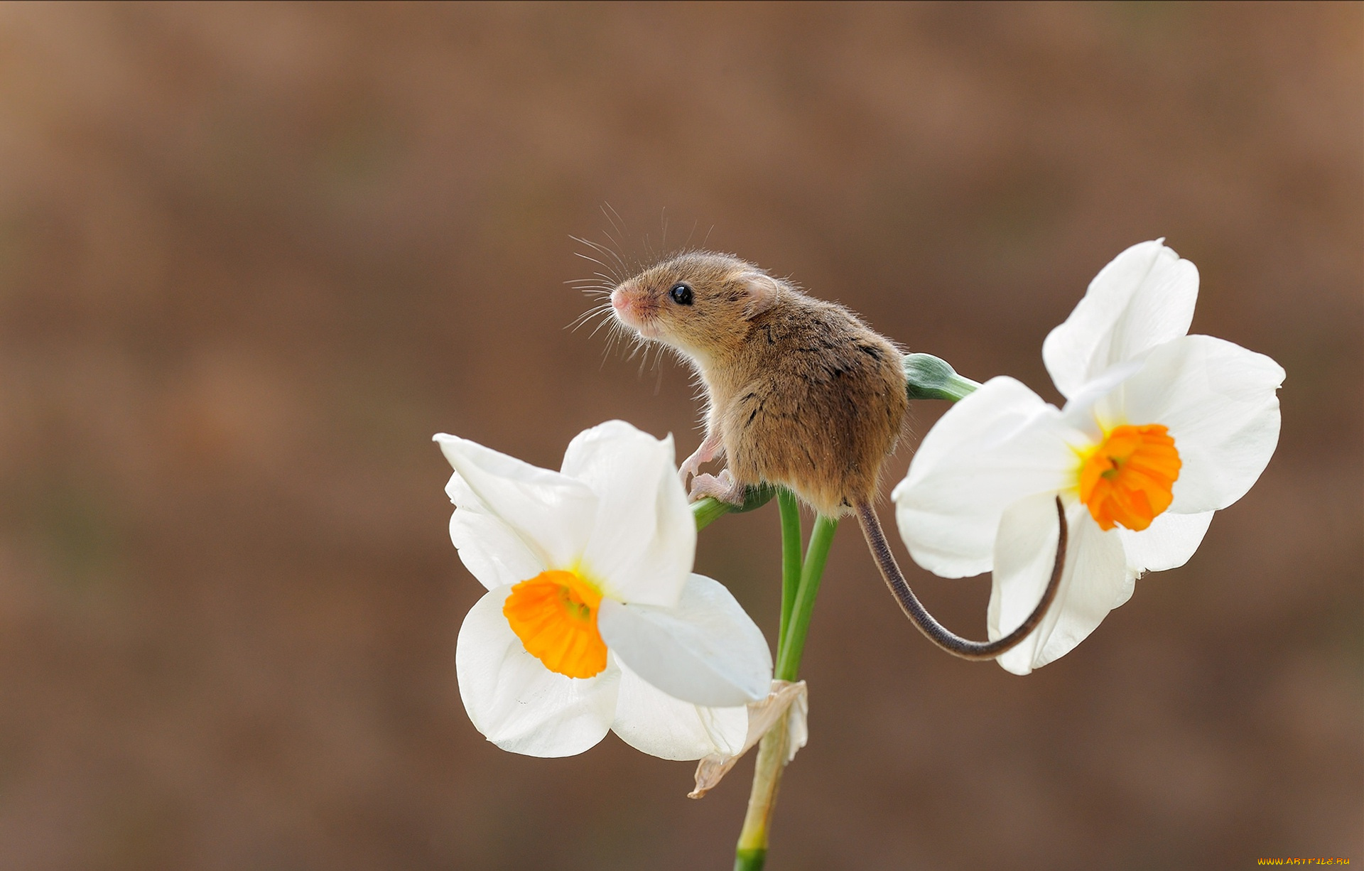 животные, крысы, , мыши, harvest, mouse, мышь-малютка, грызун, цветок, фон, мышка, нарцисс