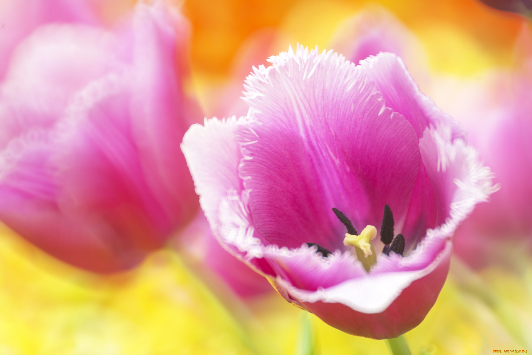 цветы, тюльпаны, лепестки, тюльпан, макро, боке, розовый, бутон