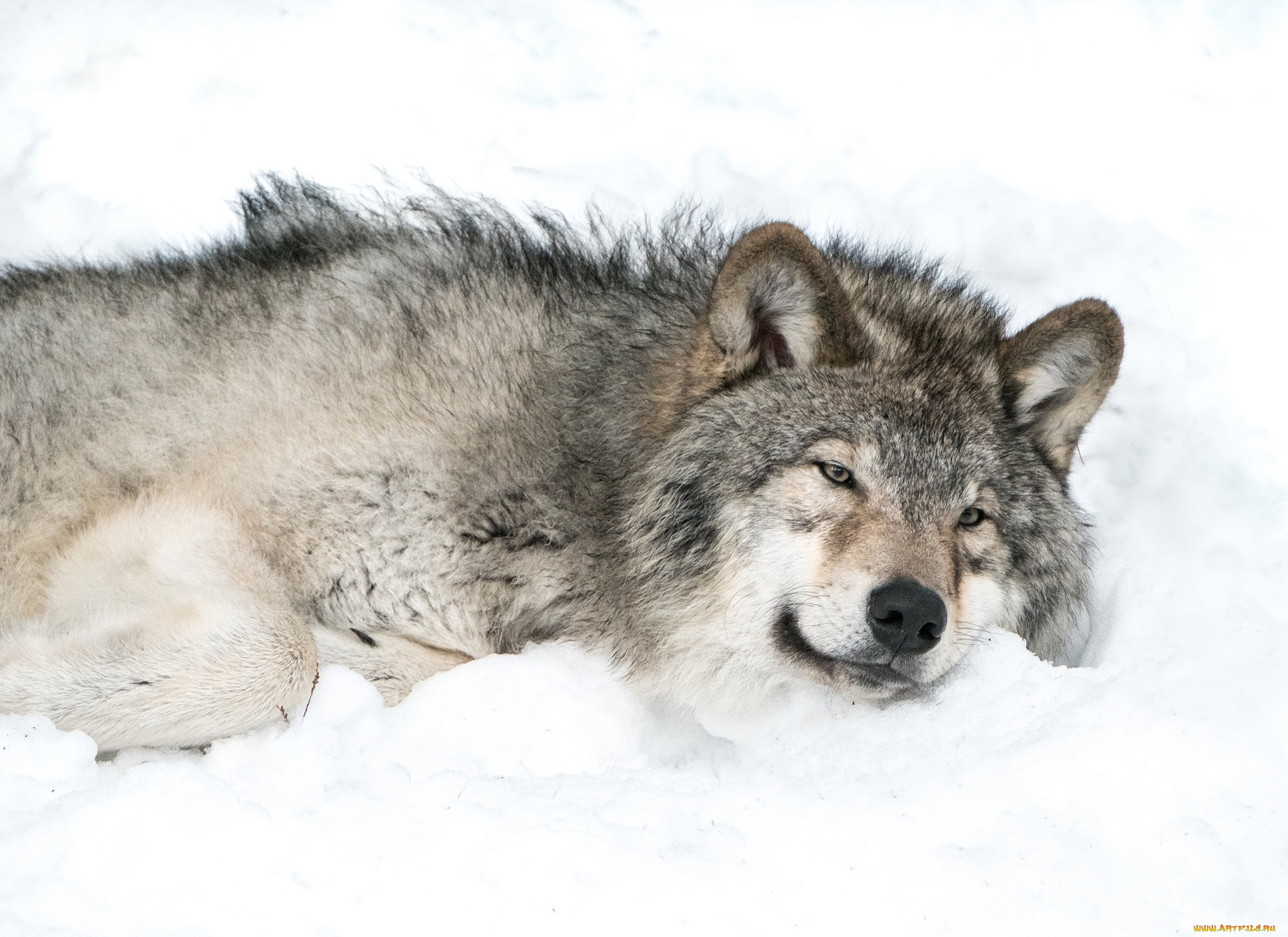 животные, волки, , койоты, , шакалы, снег, серый, волк