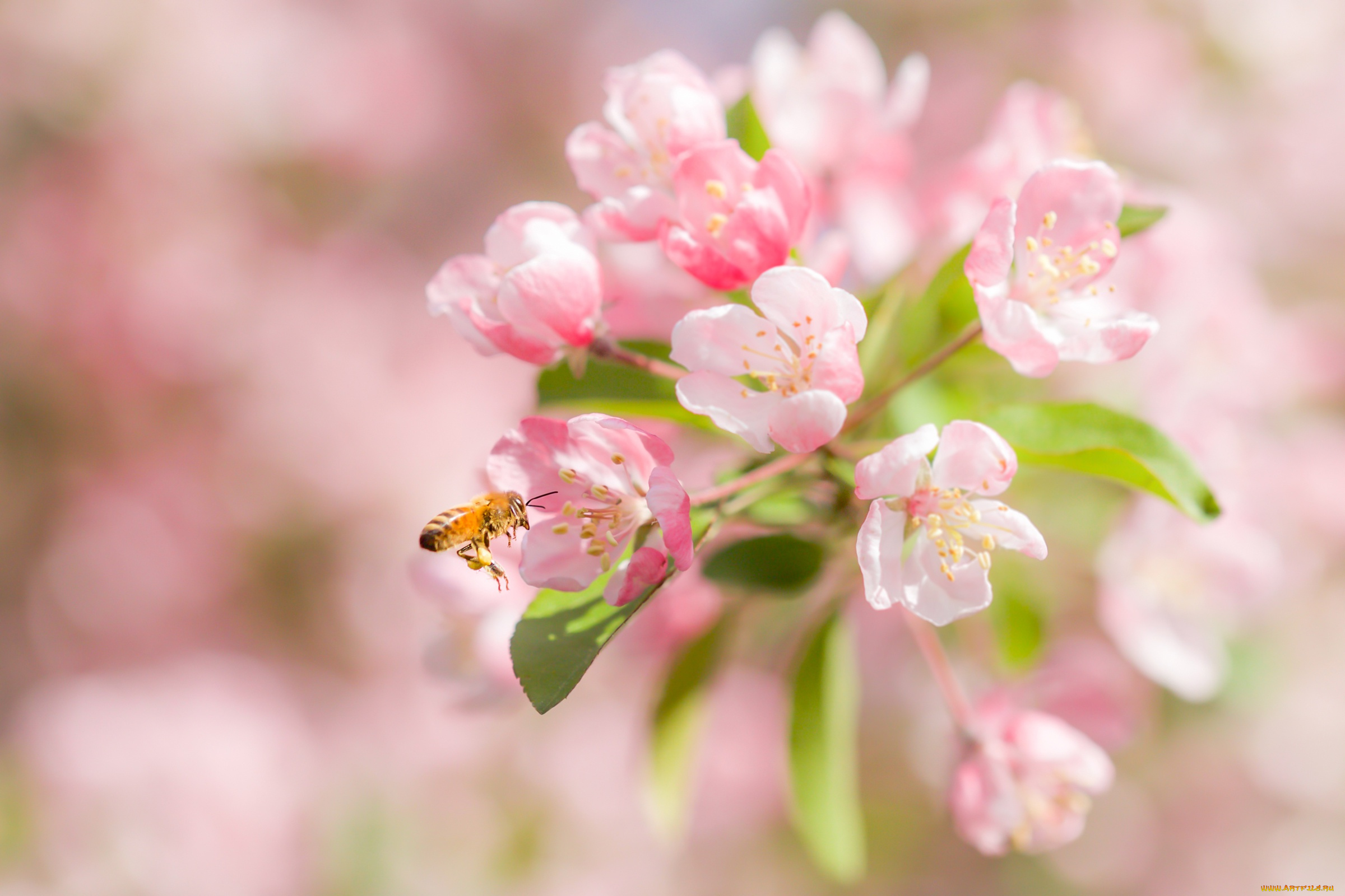 цветы, сакура, , вишня, цветки, цветение, пчела, вишня, макро, боке