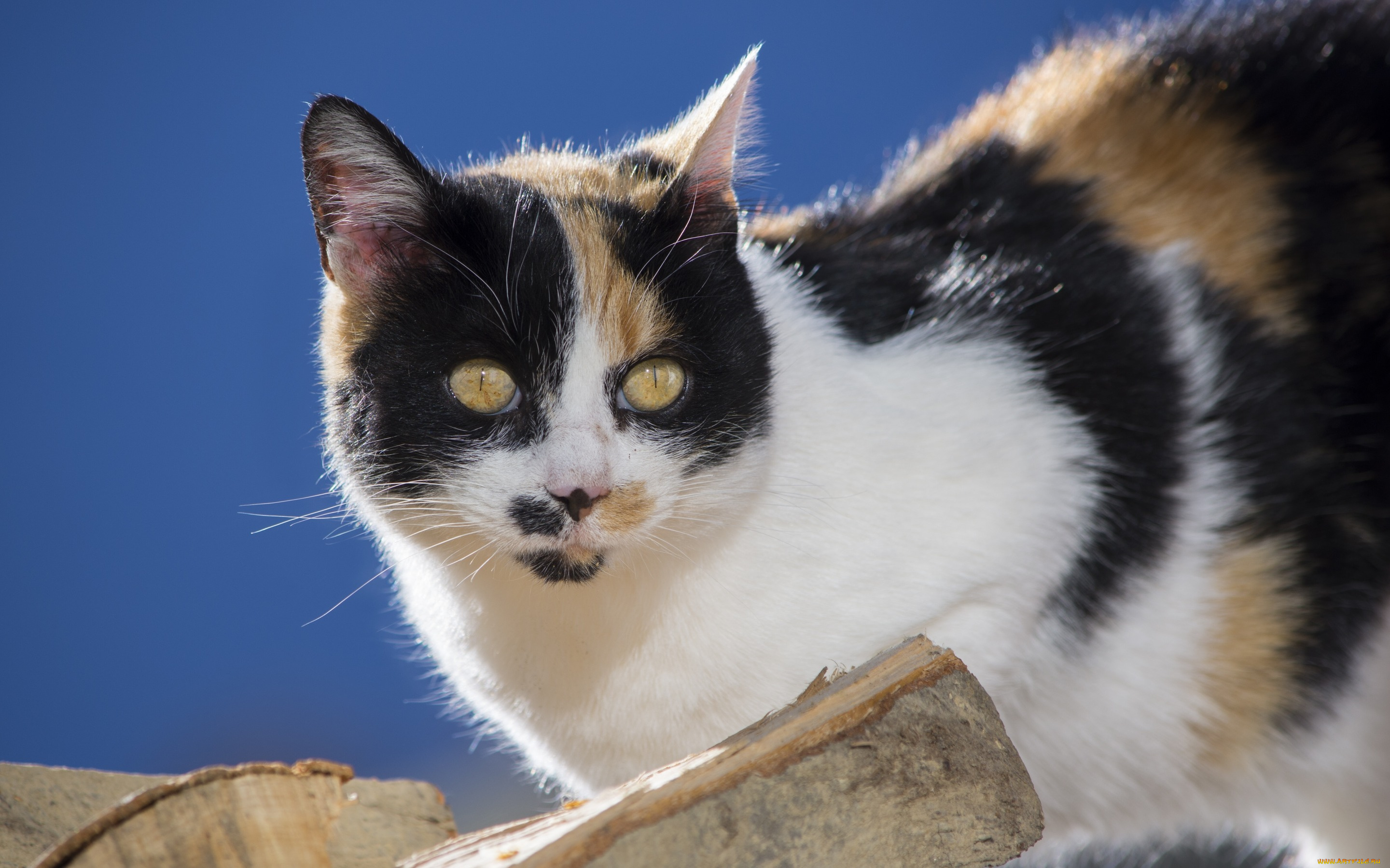 животные, коты, кошка, взгляд, поленья