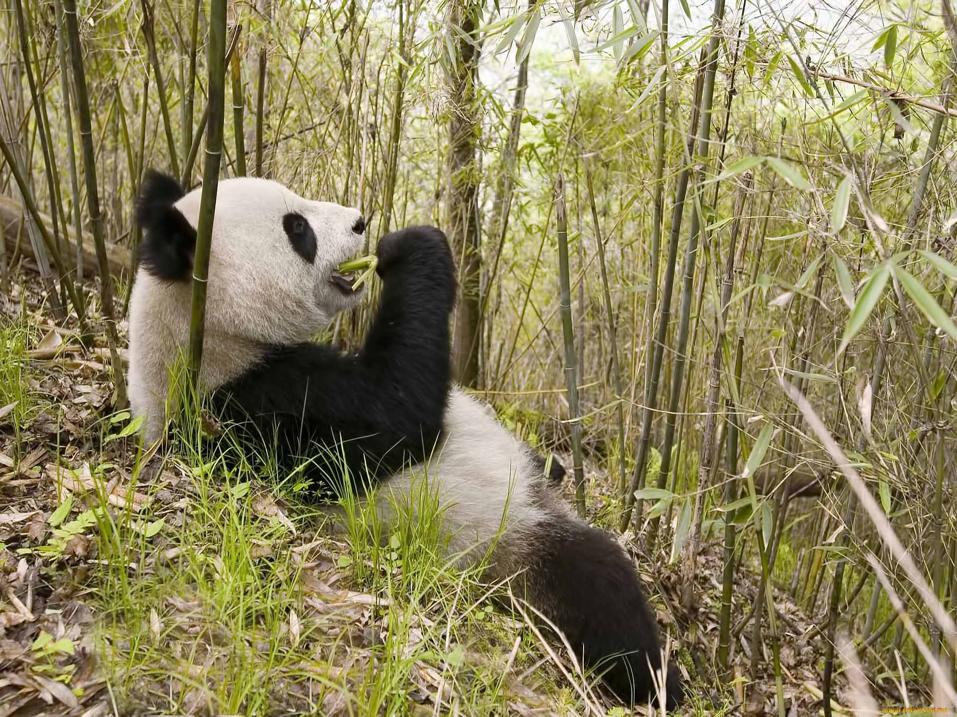 Животные Евразии Панда. Панда бамбуковый медведь. Панда в бамбуковом лесу. Панды в дикой природе.