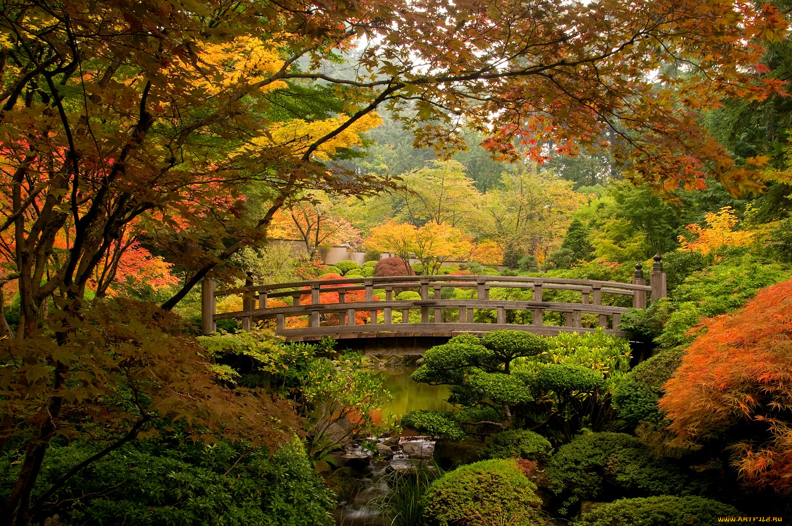 природа, парк, мостик, деревья, кусты, клен, японский