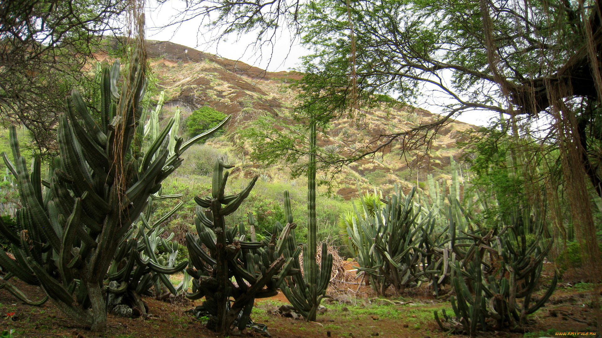 botanical, gardens, hawaii, природа, тропики, кактусы, кусты