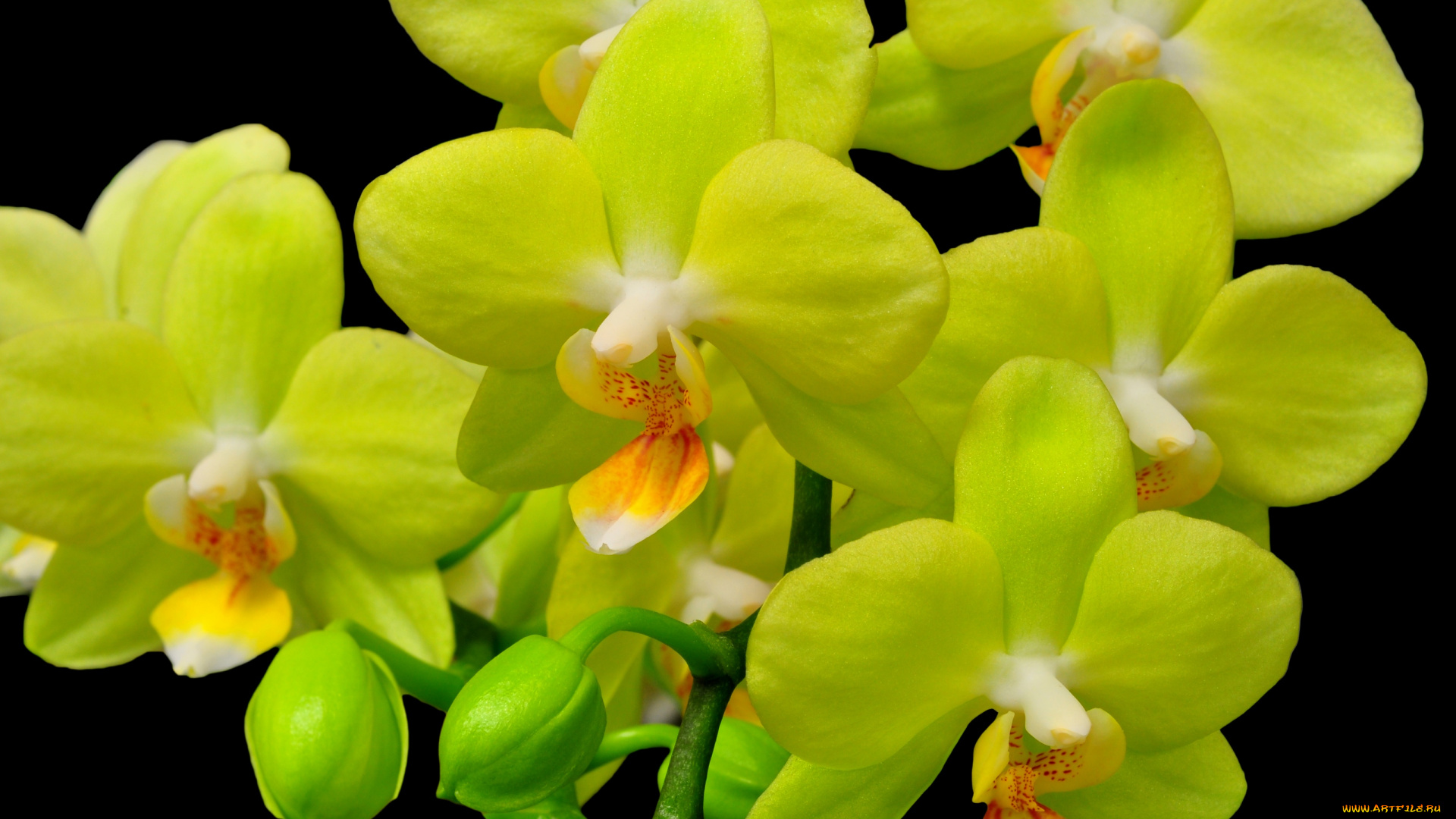 цветы, орхидеи, салатовый, яркий, экзотика
