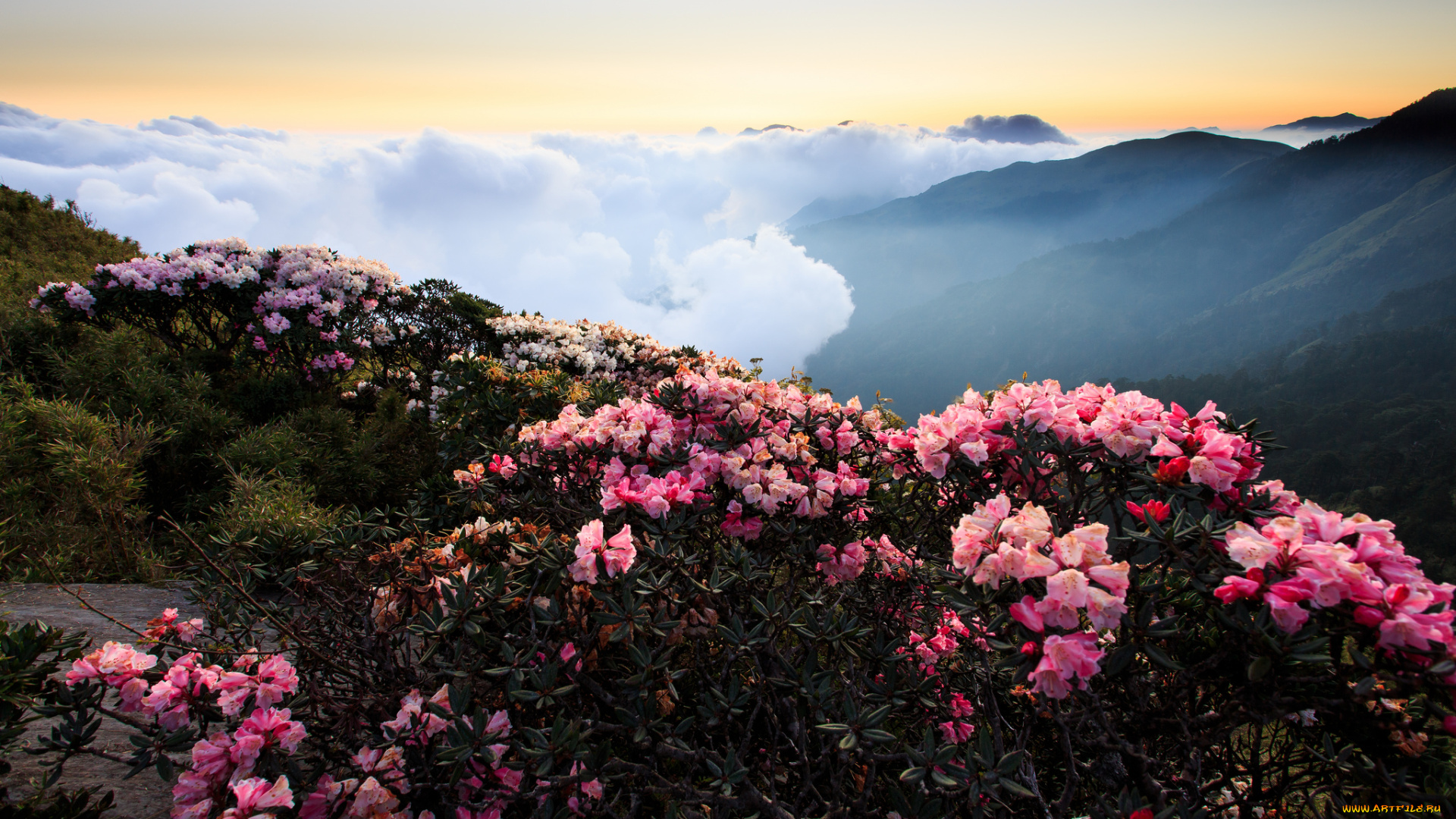 hehuanshan, природа, пейзажи, цветы, кусты, облака, горы