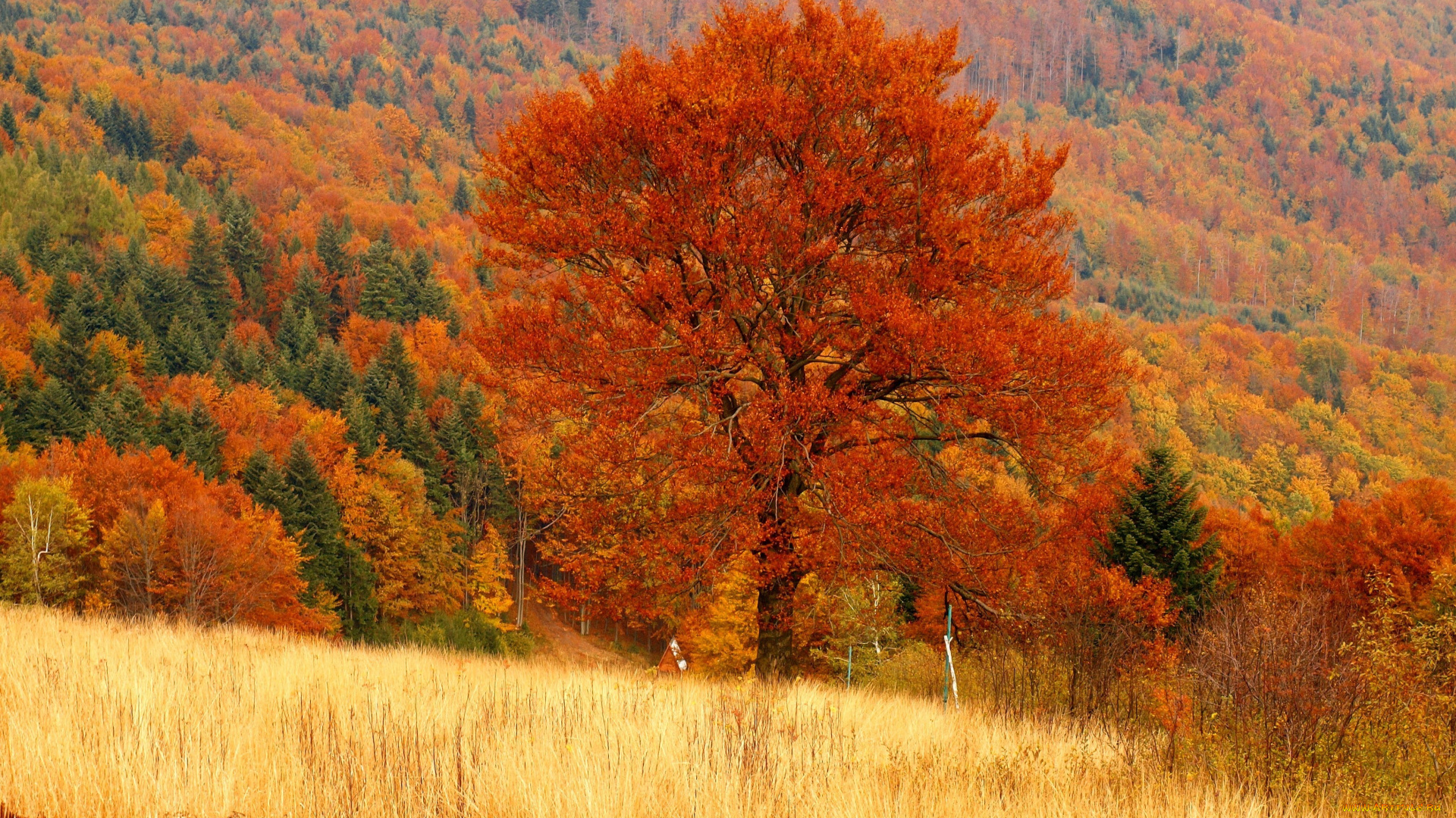 природа, деревья, лес, дерево, осень