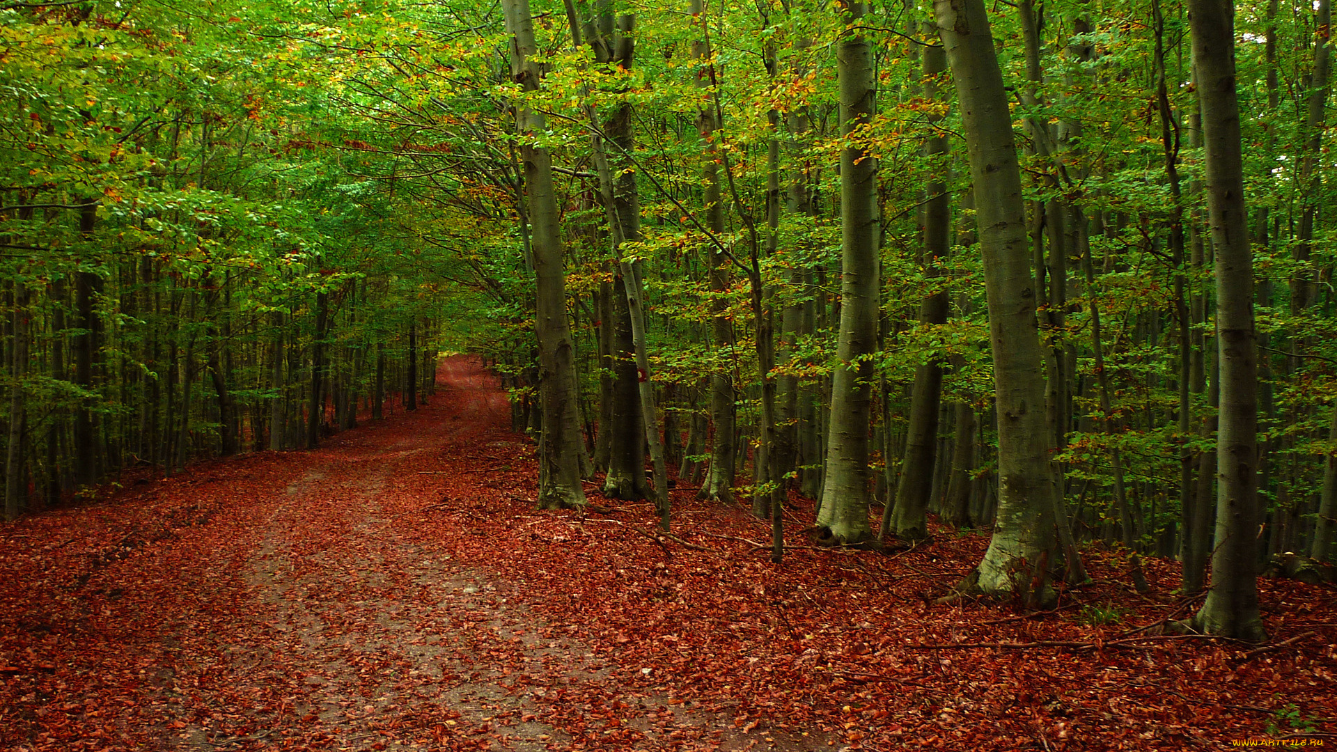 природа, дороги, лес, листья, дорога