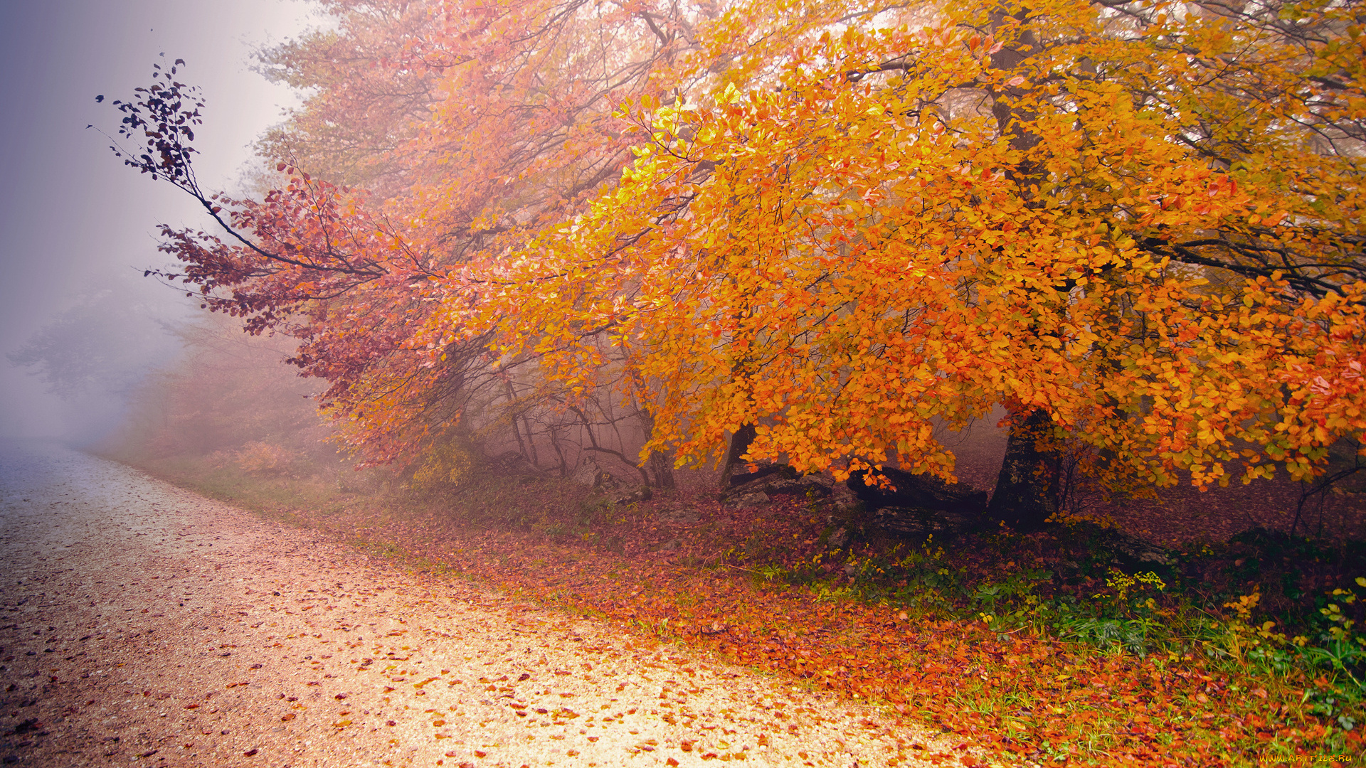 природа, дороги, туман, осень, дорога, дерево