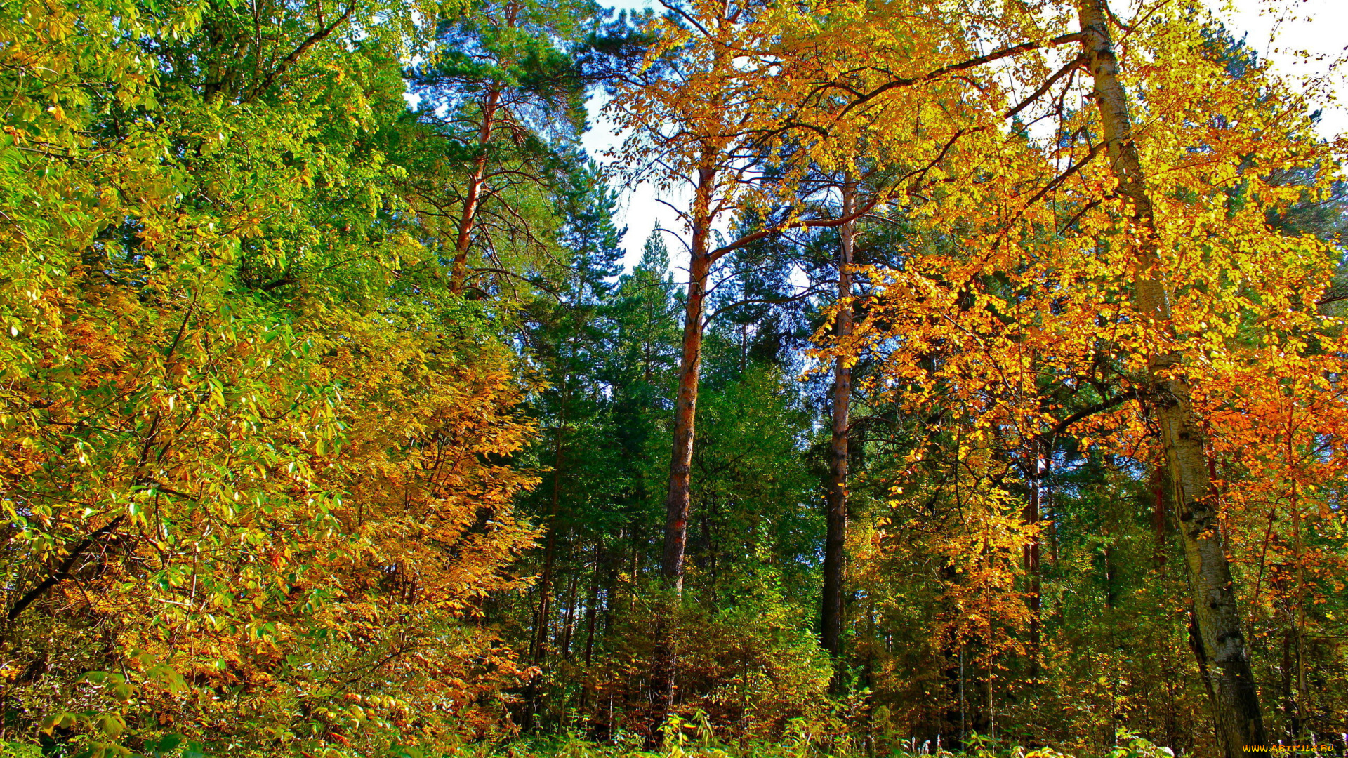 природа, лес, желтые, листья, деревья, осень