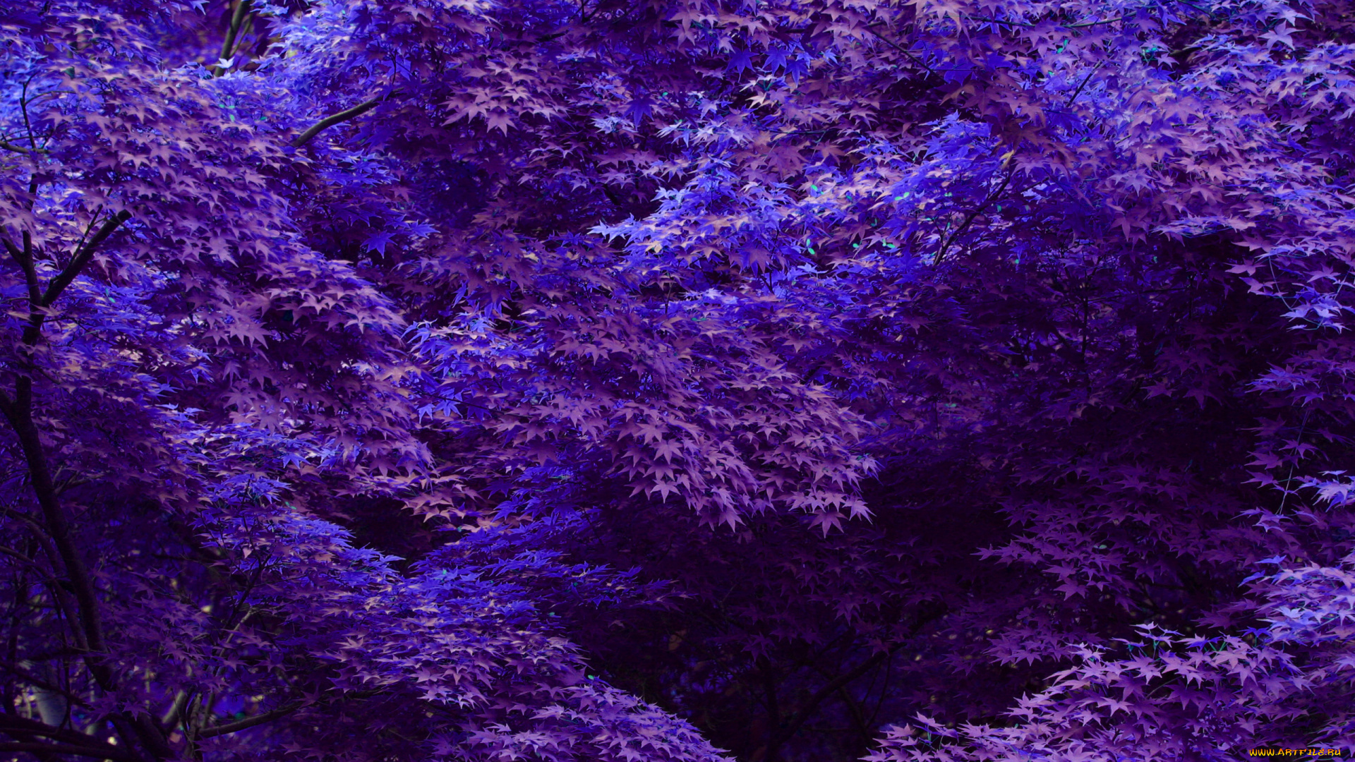 природа, листья, фиолетовые, синие, деревья