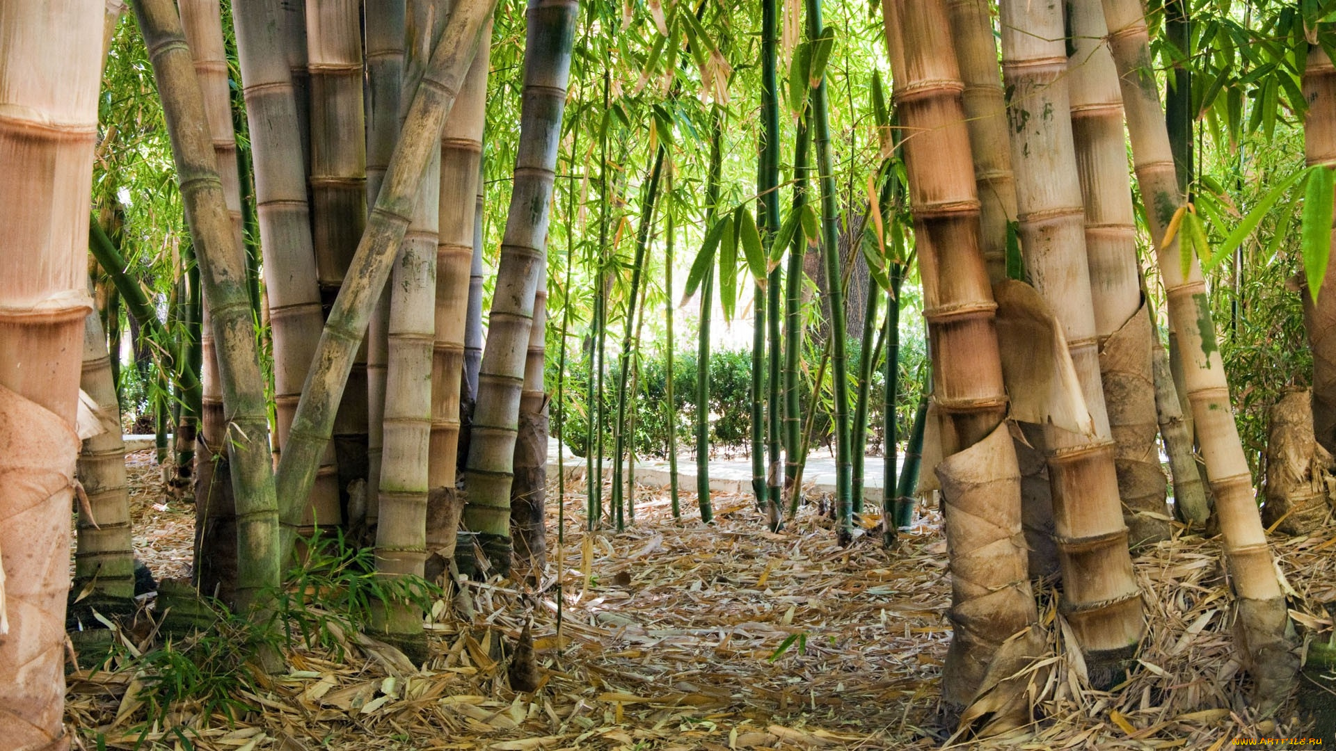природа, тропики, заросли, бамбук