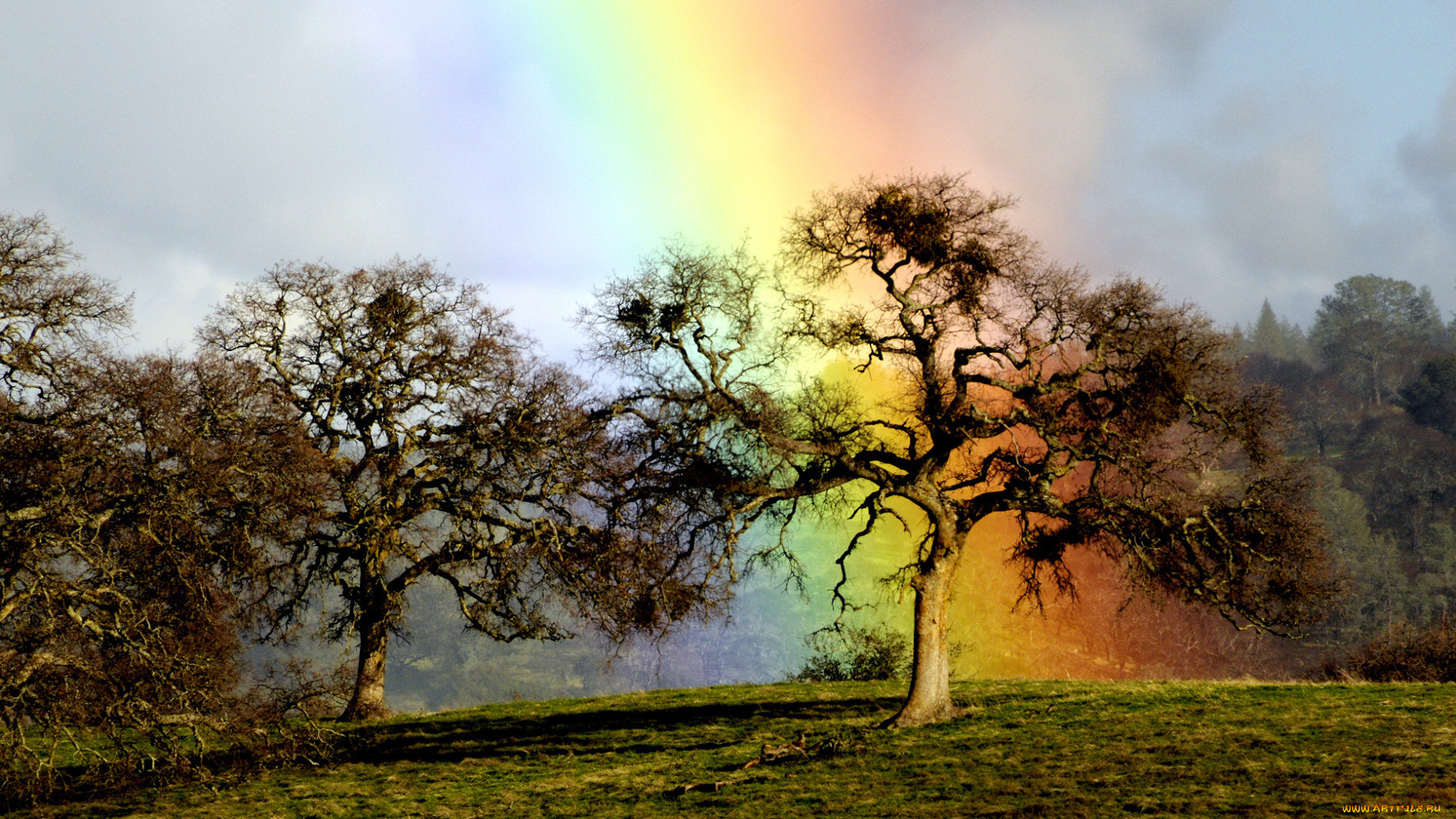 rainbow, oak, природа, радуга, дуб, дерево