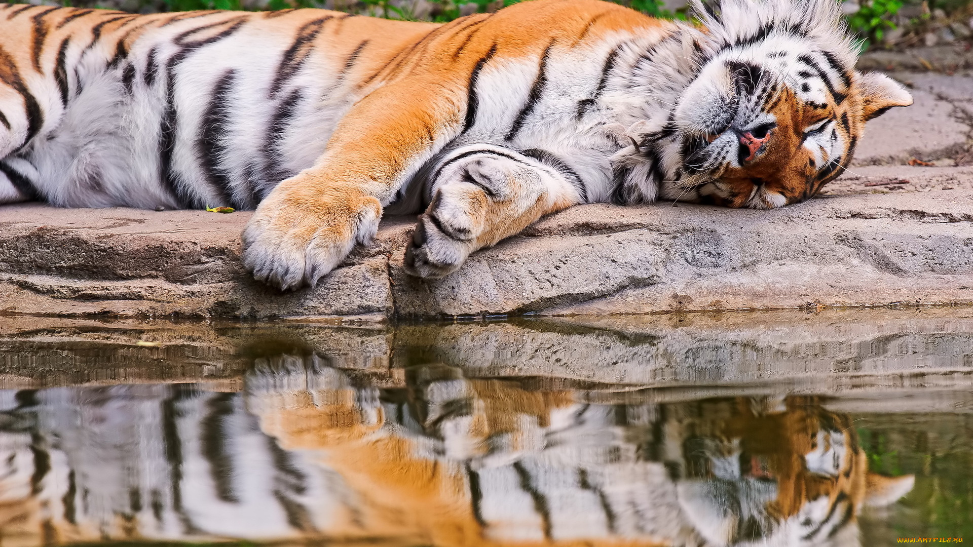 тигр, животные, тигры, отражение, лежит