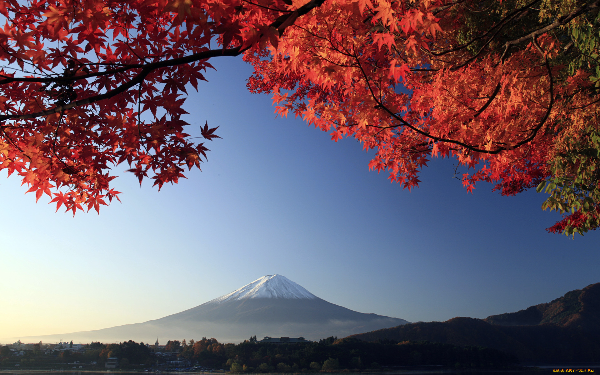 фудзияма, природа, горы, Япония, дерево, вулкан, осень, гора, ветки