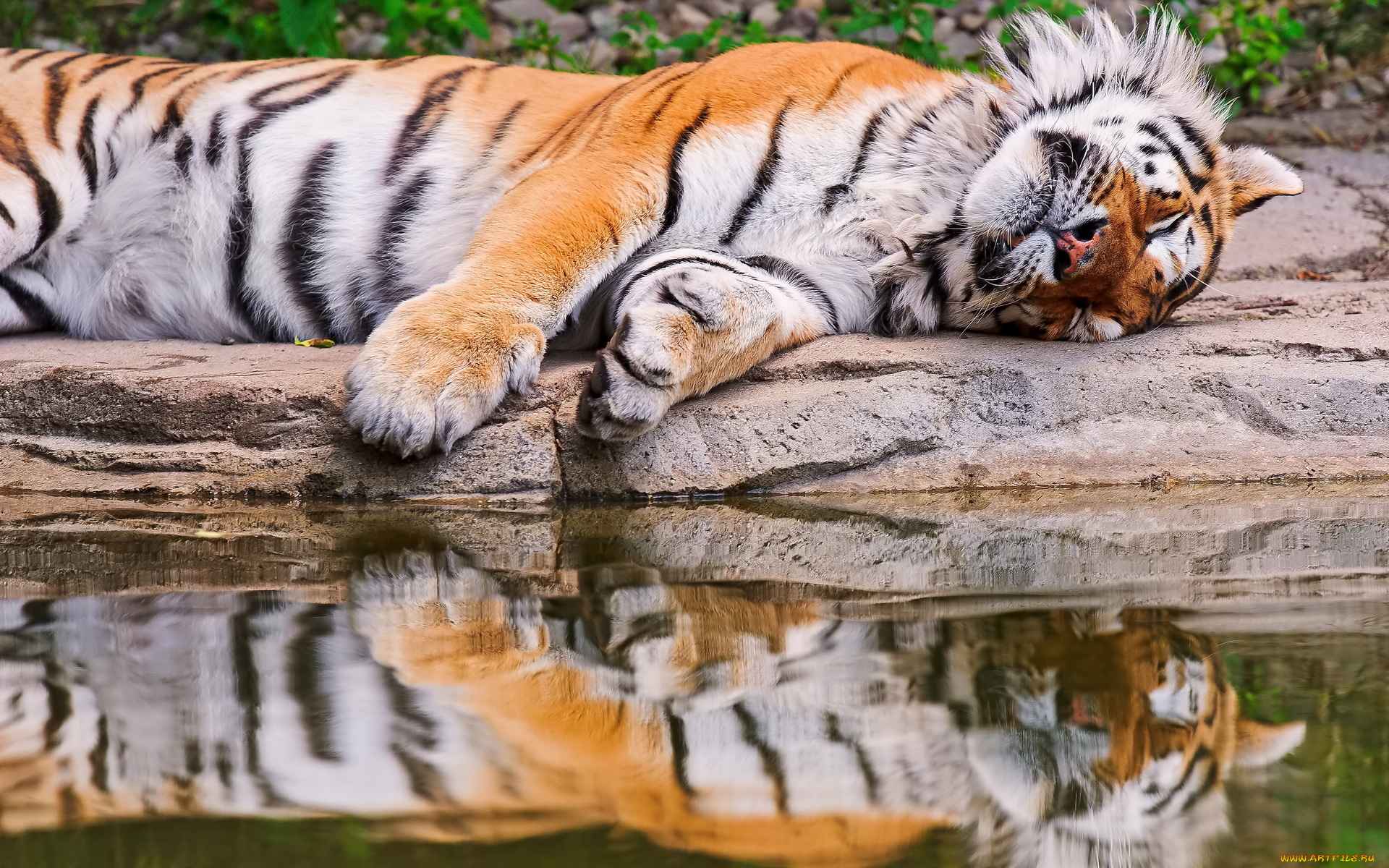 тигр, животные, тигры, отражение, лежит