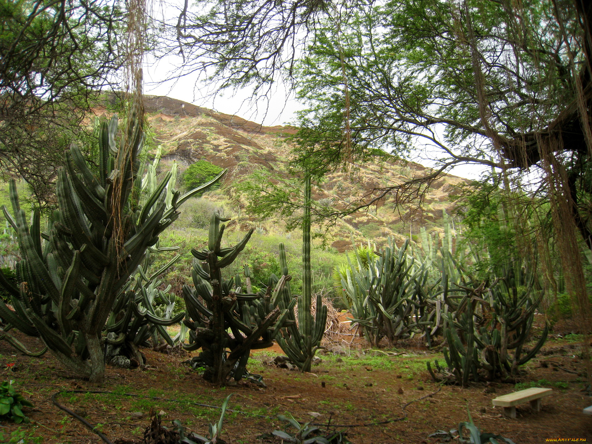 botanical, gardens, hawaii, природа, тропики, кактусы, кусты