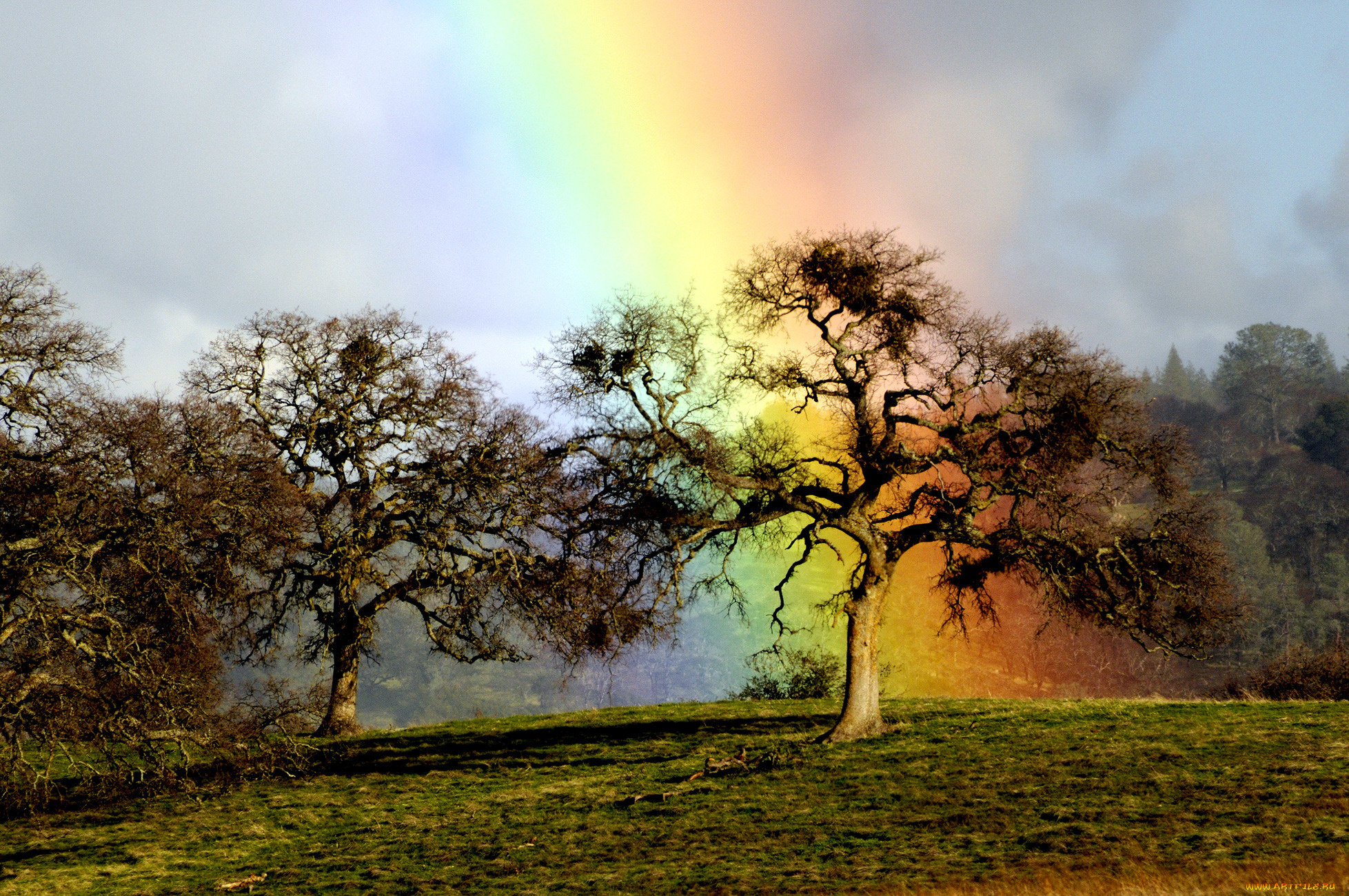 rainbow, oak, природа, радуга, дуб, дерево