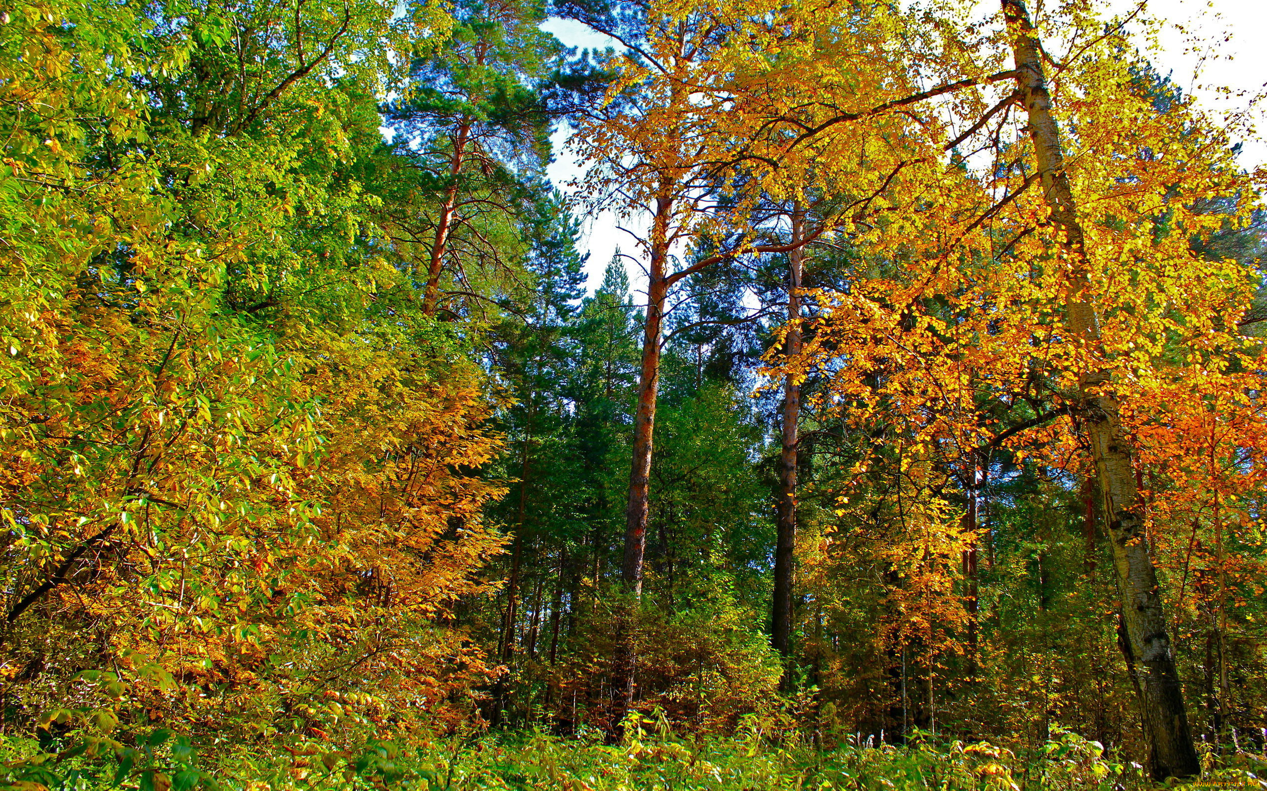 природа, лес, желтые, листья, деревья, осень