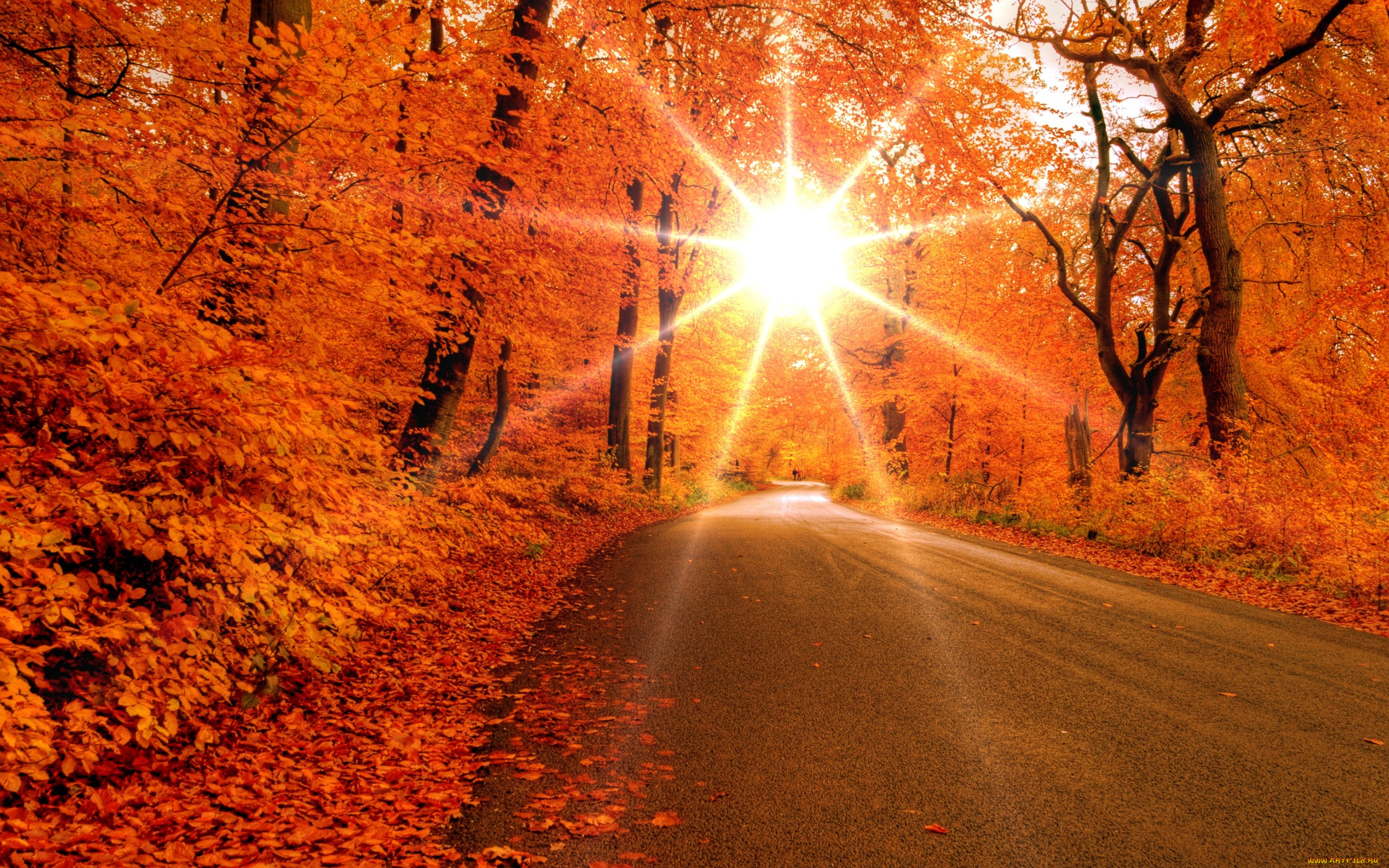 природа, восходы, закаты, осень, лес, деревья, листья, дорога, солнце, лучи
