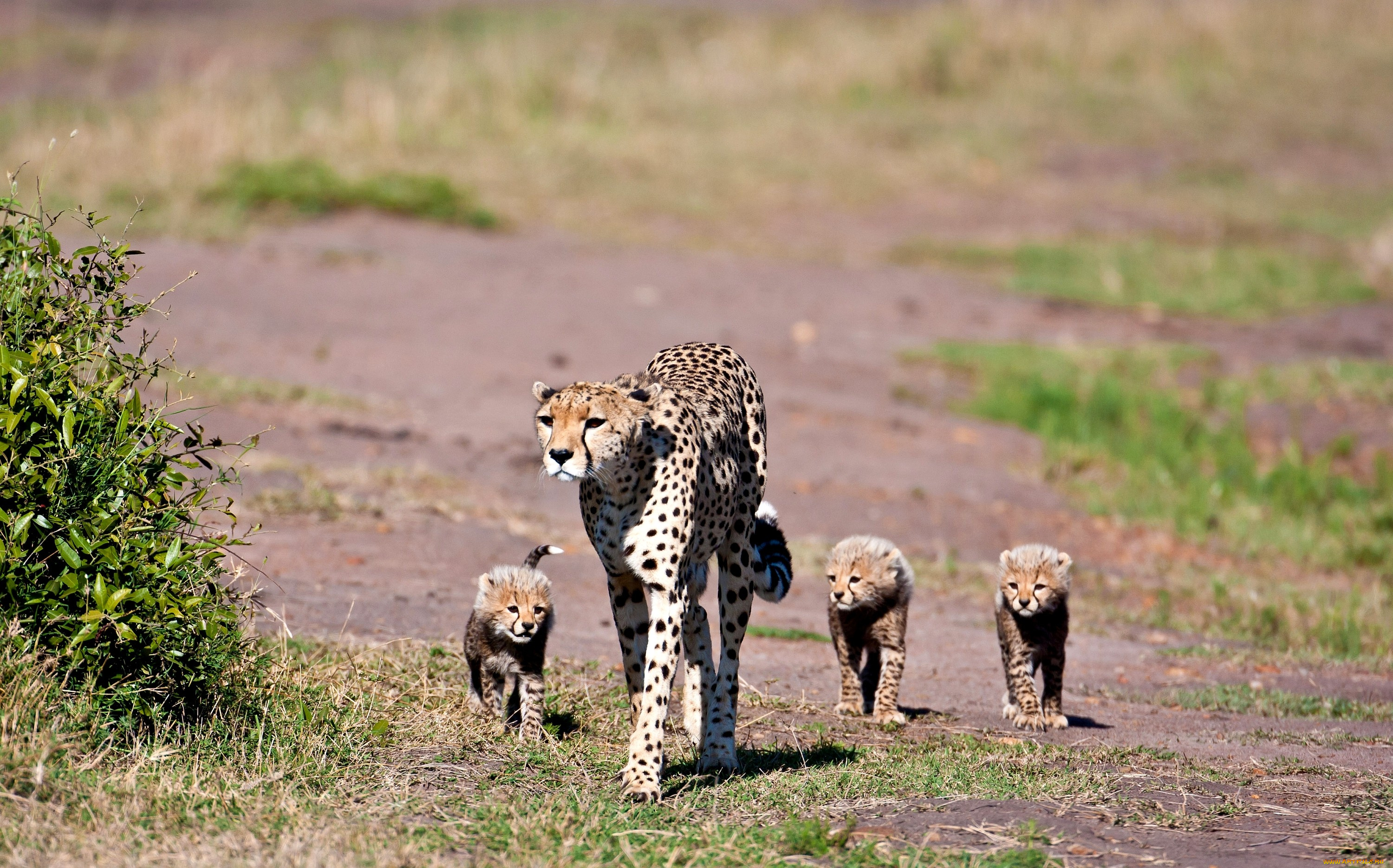 животные, гепарды, мама, малыши, прогулка