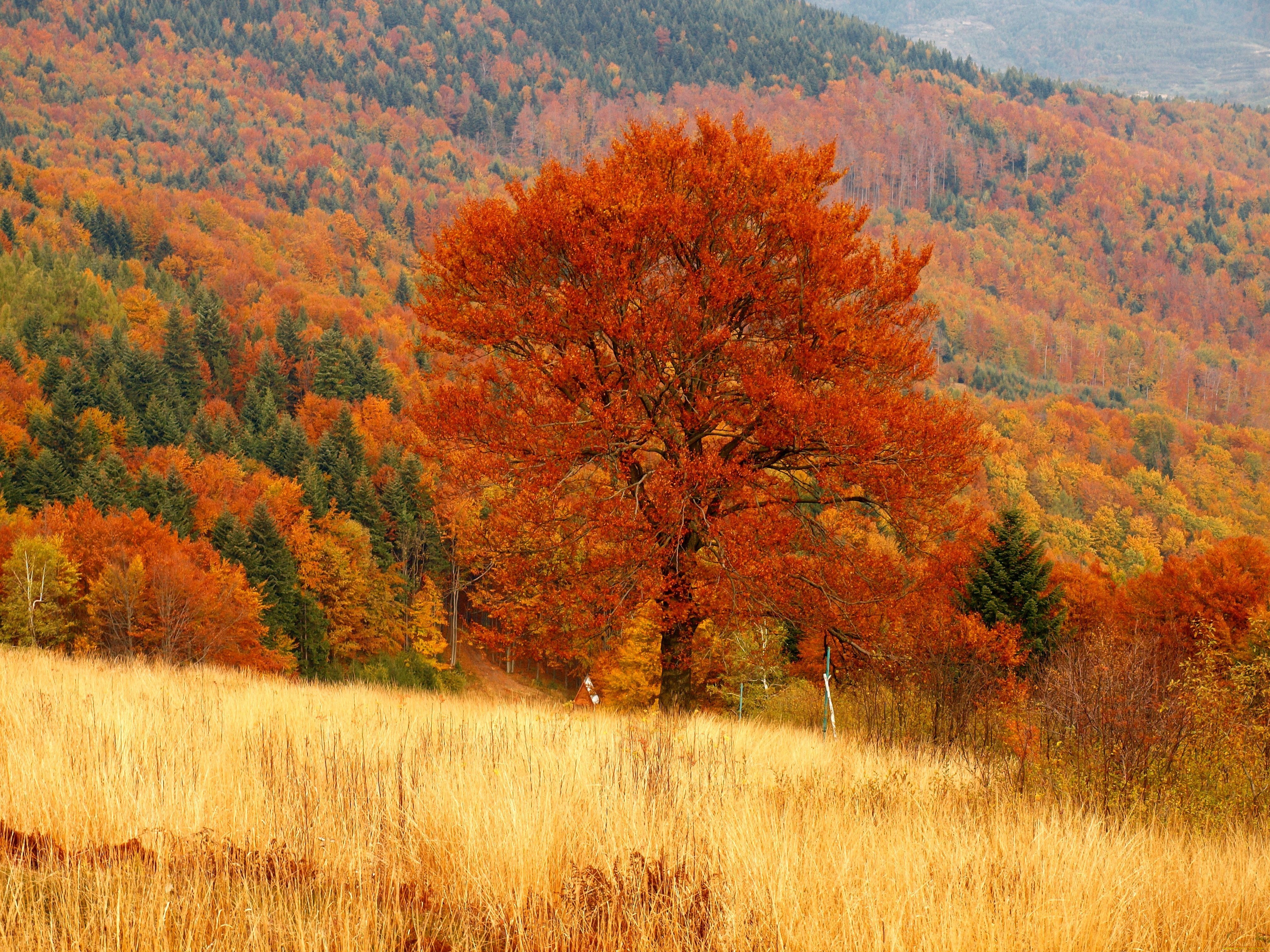 природа, деревья, лес, дерево, осень