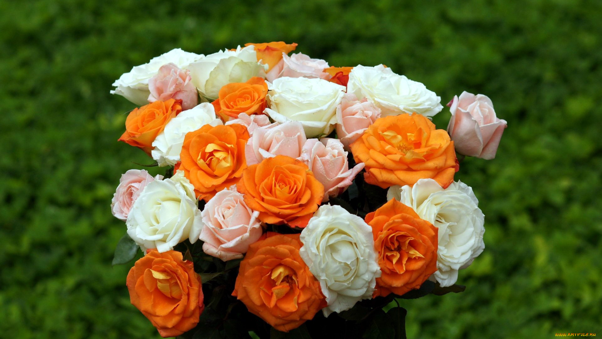 цветы, розы, розовый, оранжевый, белый